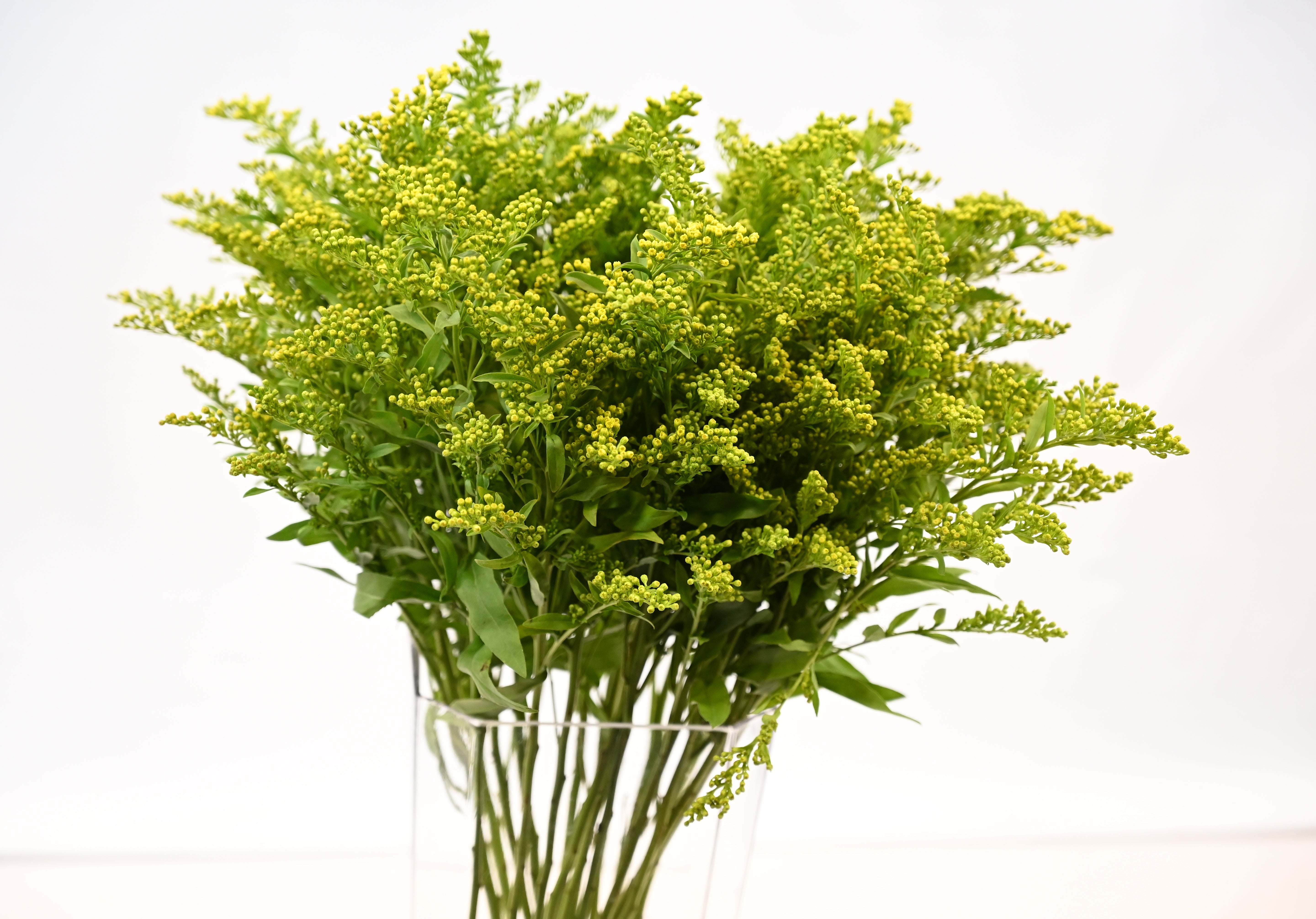 SOLIDAGO Small