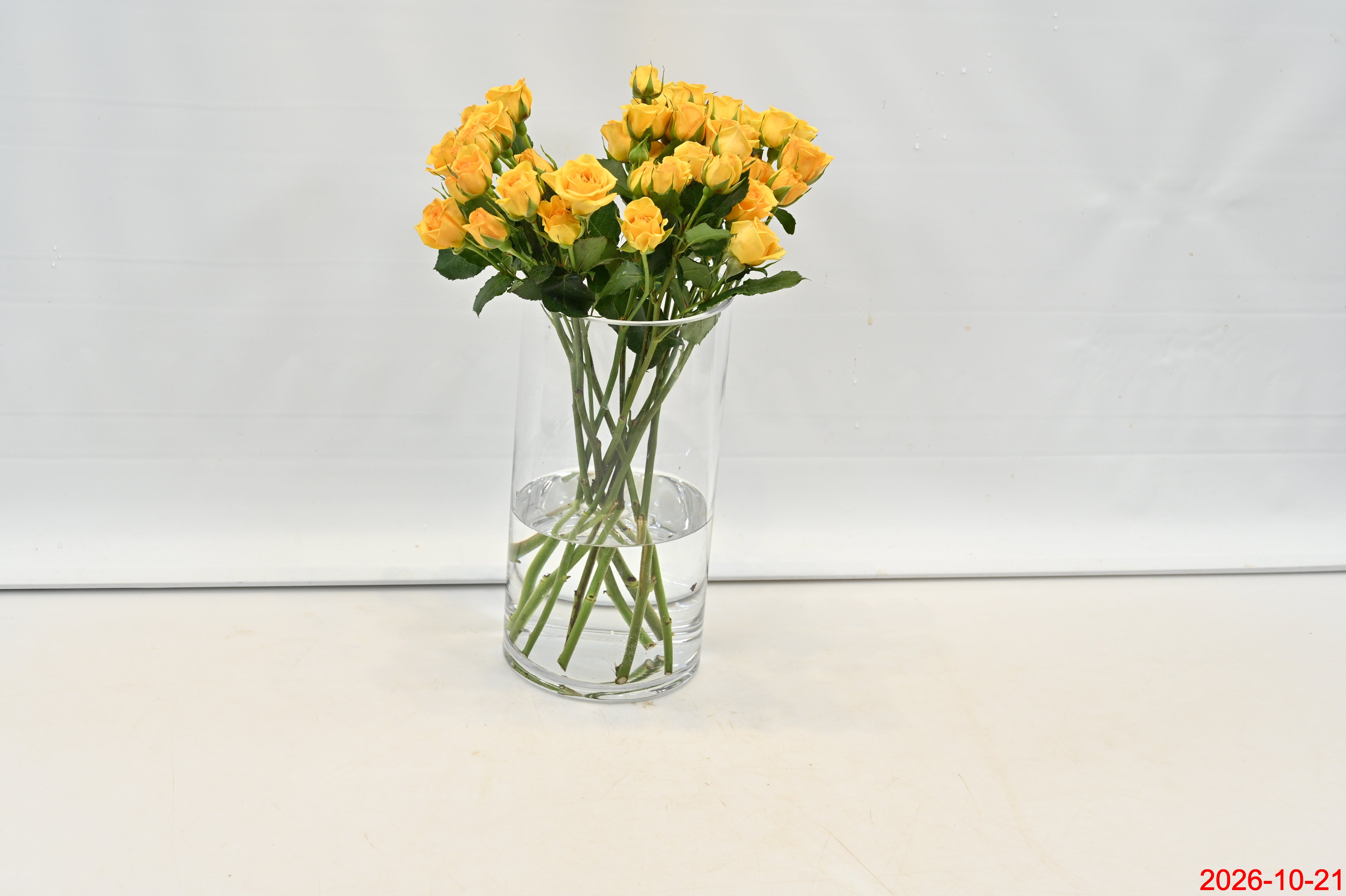 ROSE YELLOW BABE Small