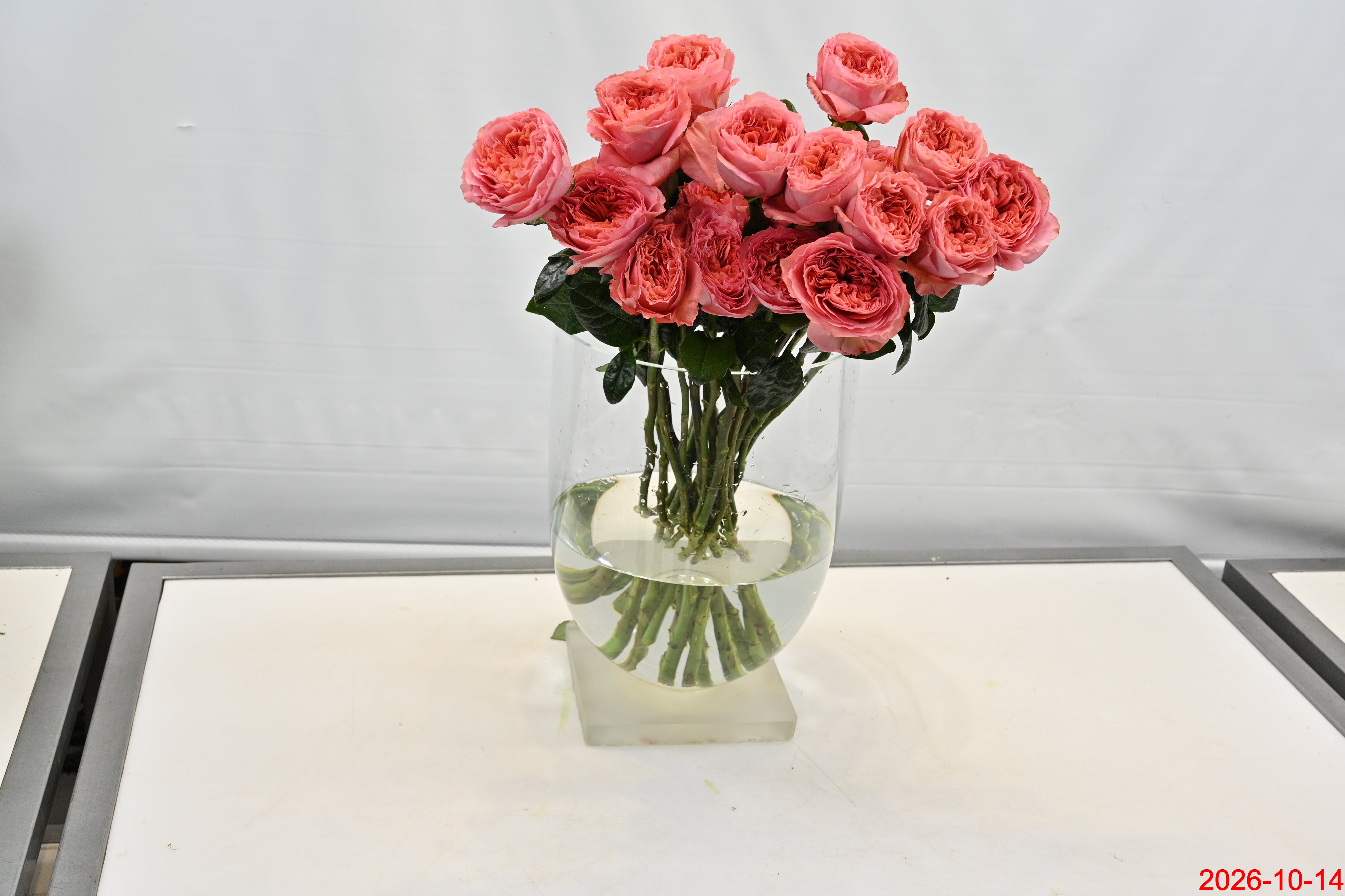 Rose Candy Xpression Small