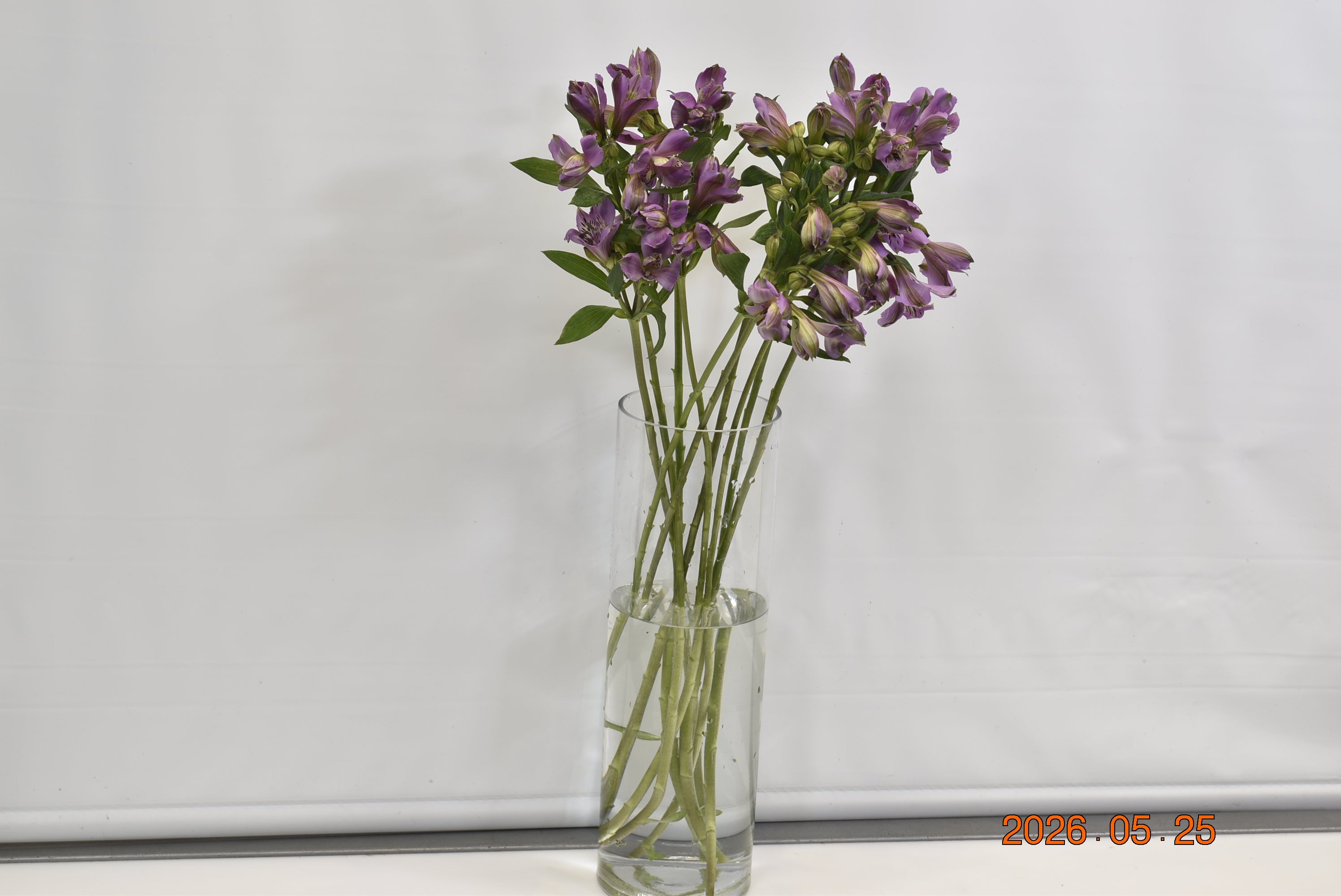 ALSTROEMERIA ALLURE Small