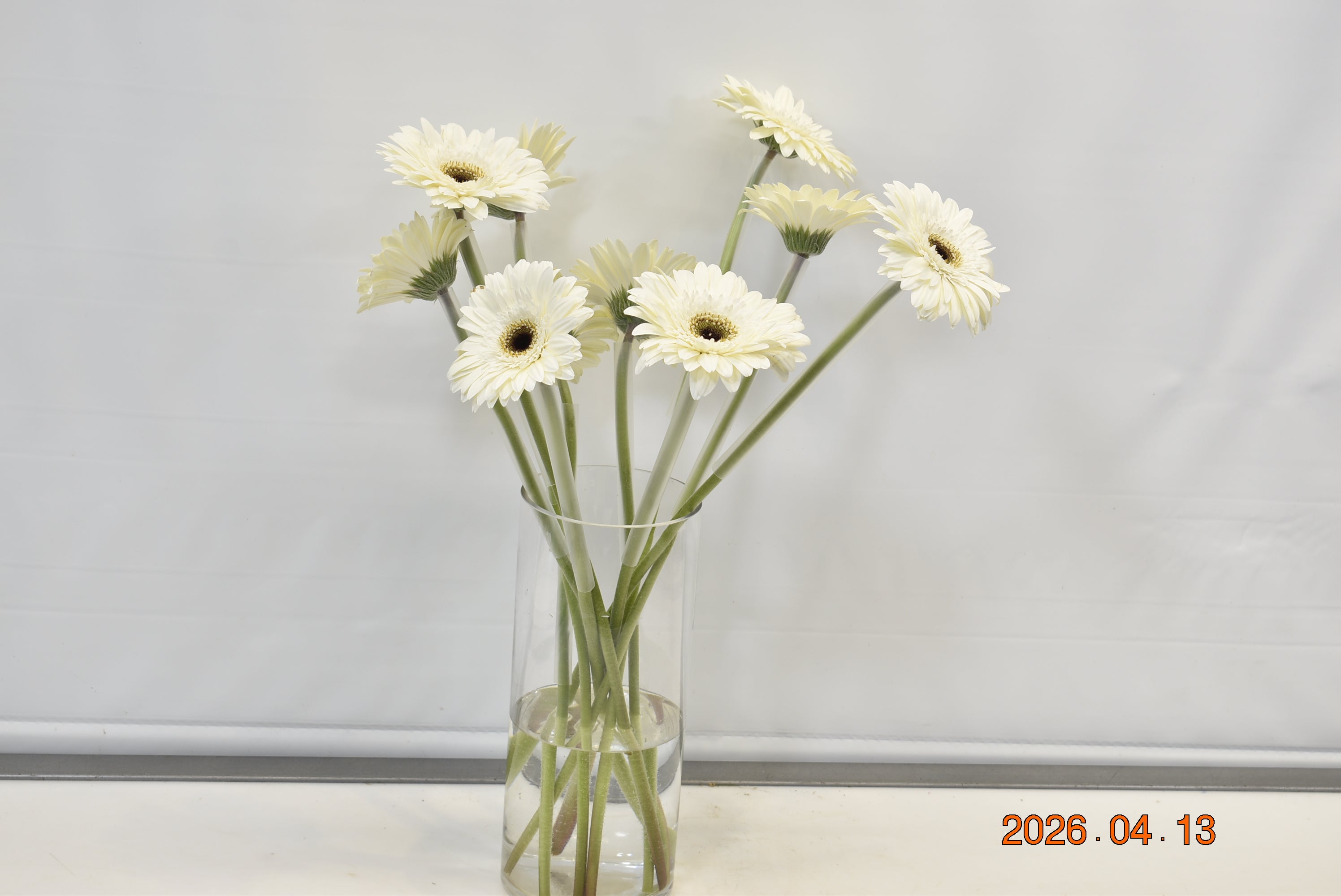 Gerbera Owen Small