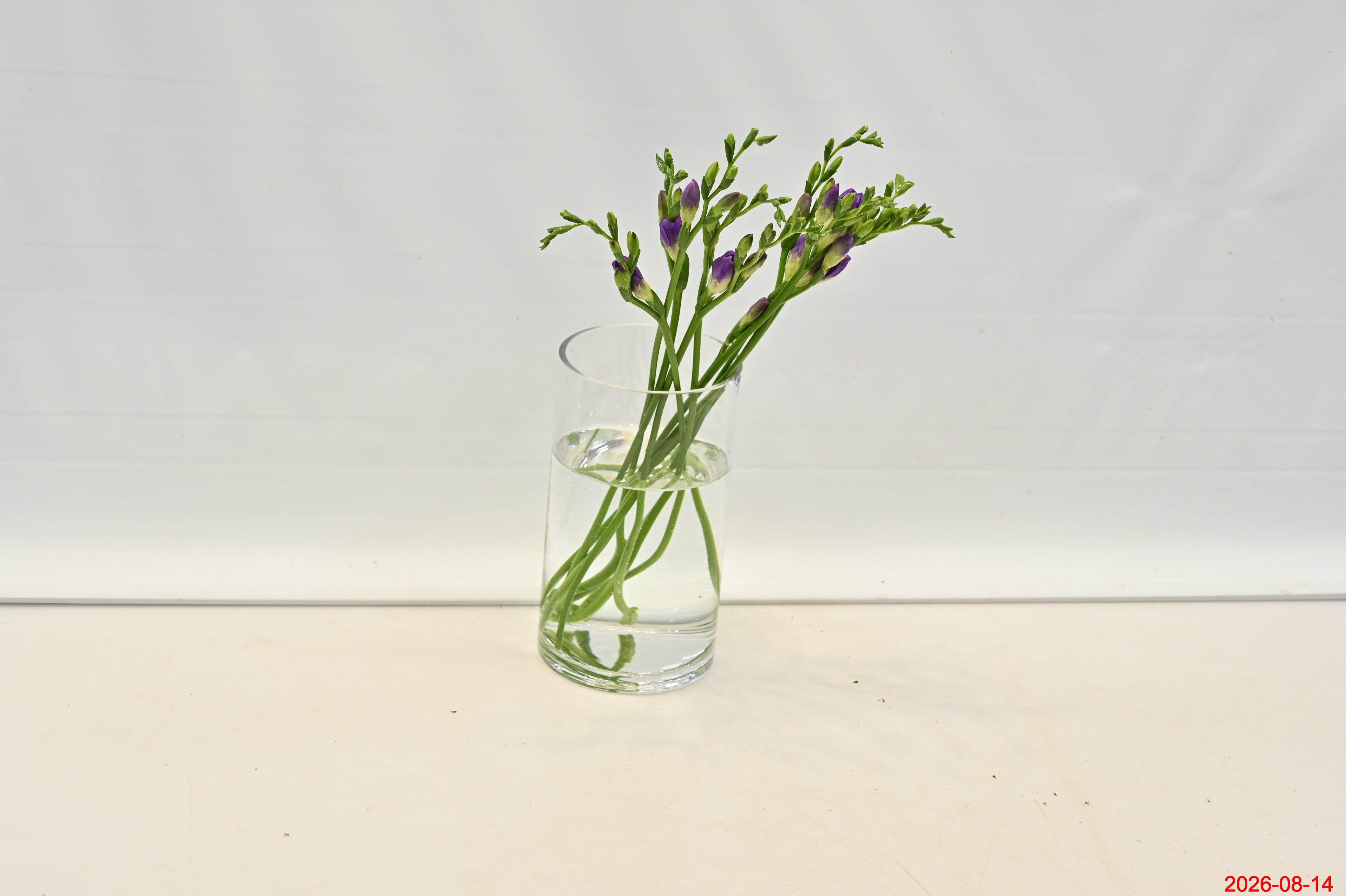 FREESIA PURPLE Small