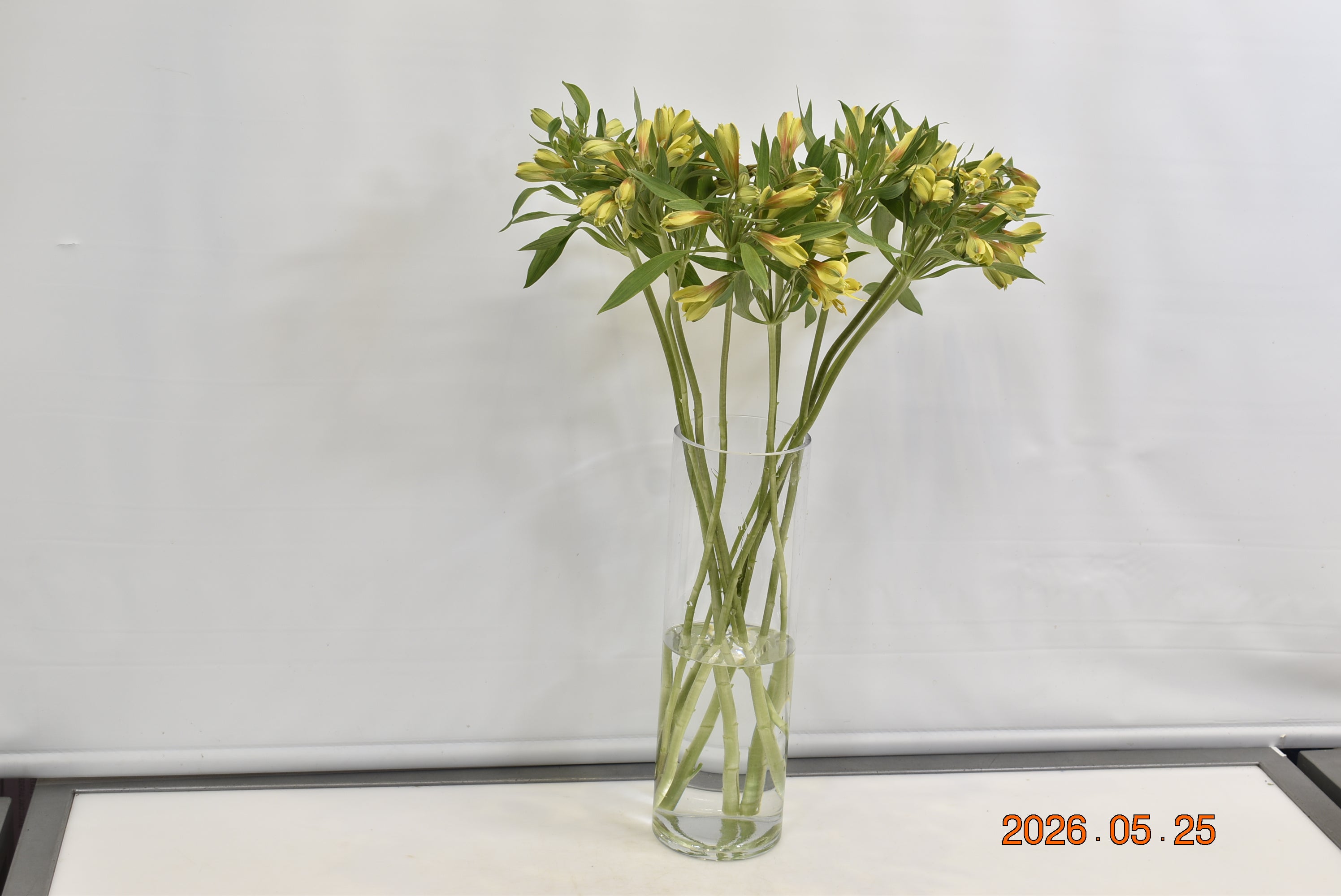 ALSTROEMERIA CARIBBEAN Small
