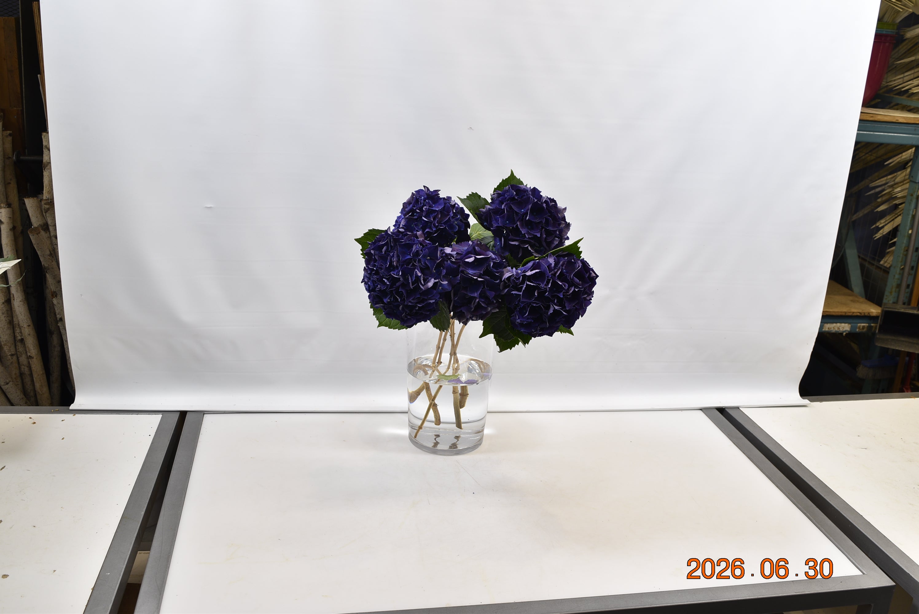 Hydrangea Purple King Small