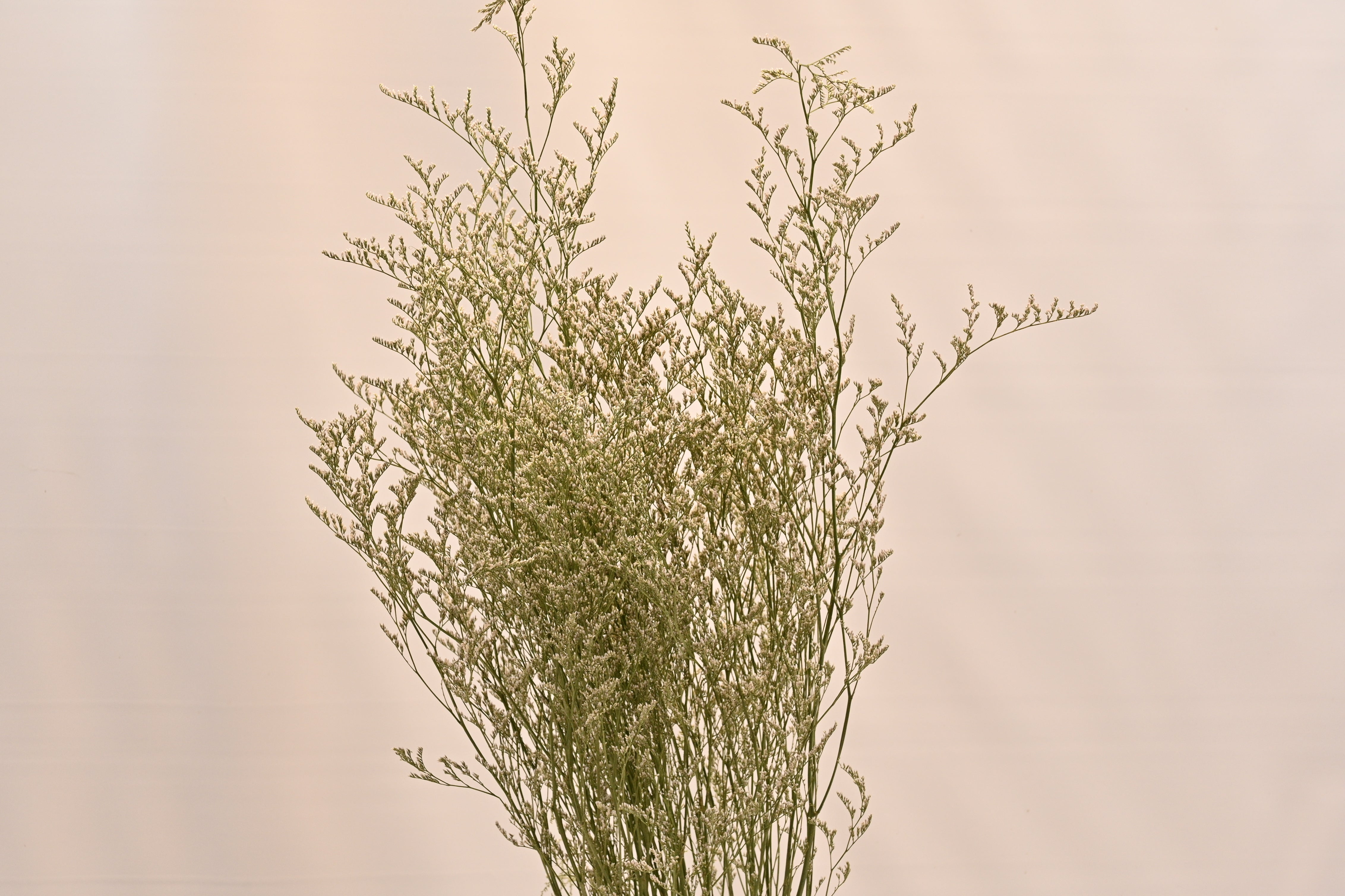 CASPIA WHITE 300g Small