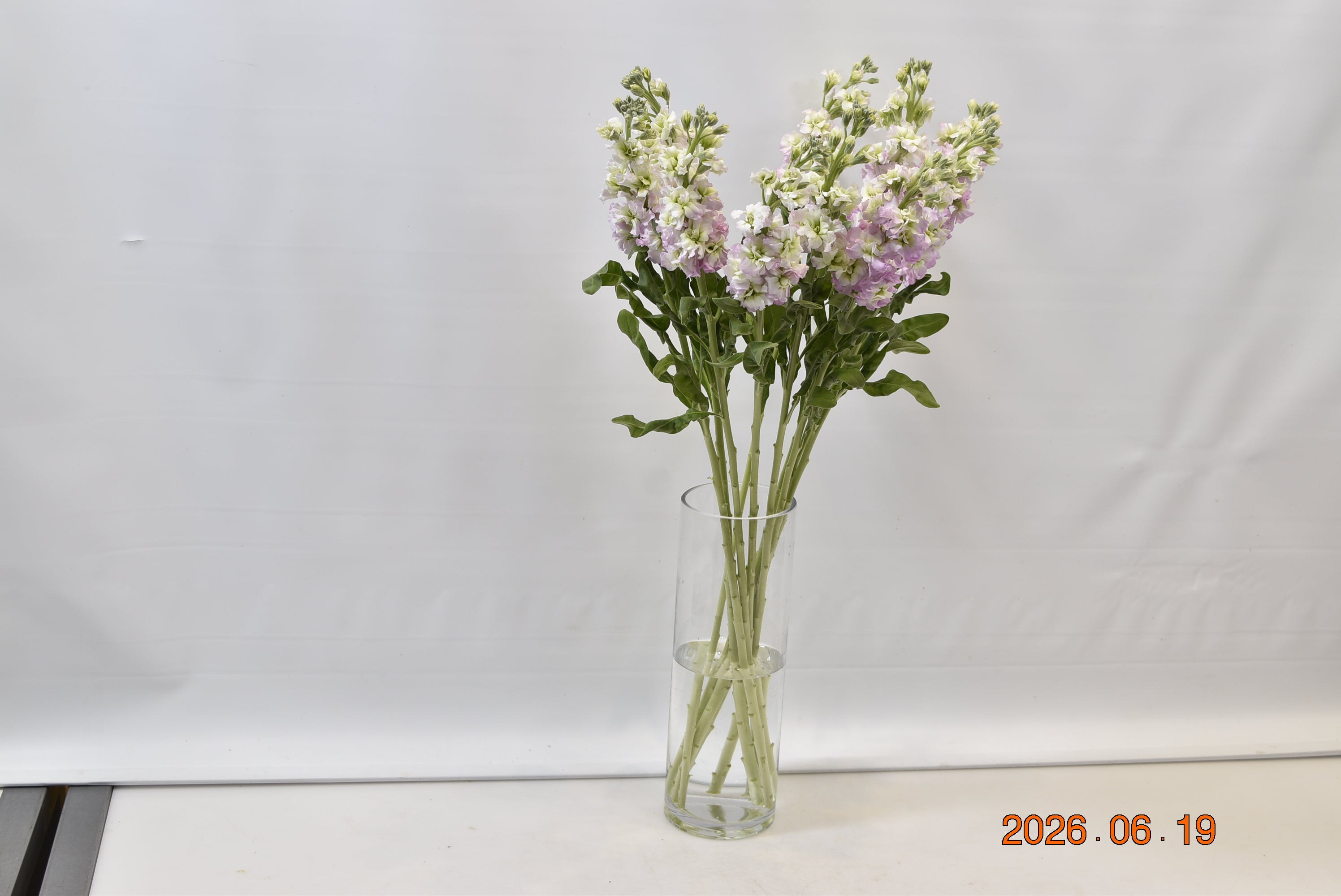 STOCK ANTIQUE PINK Small