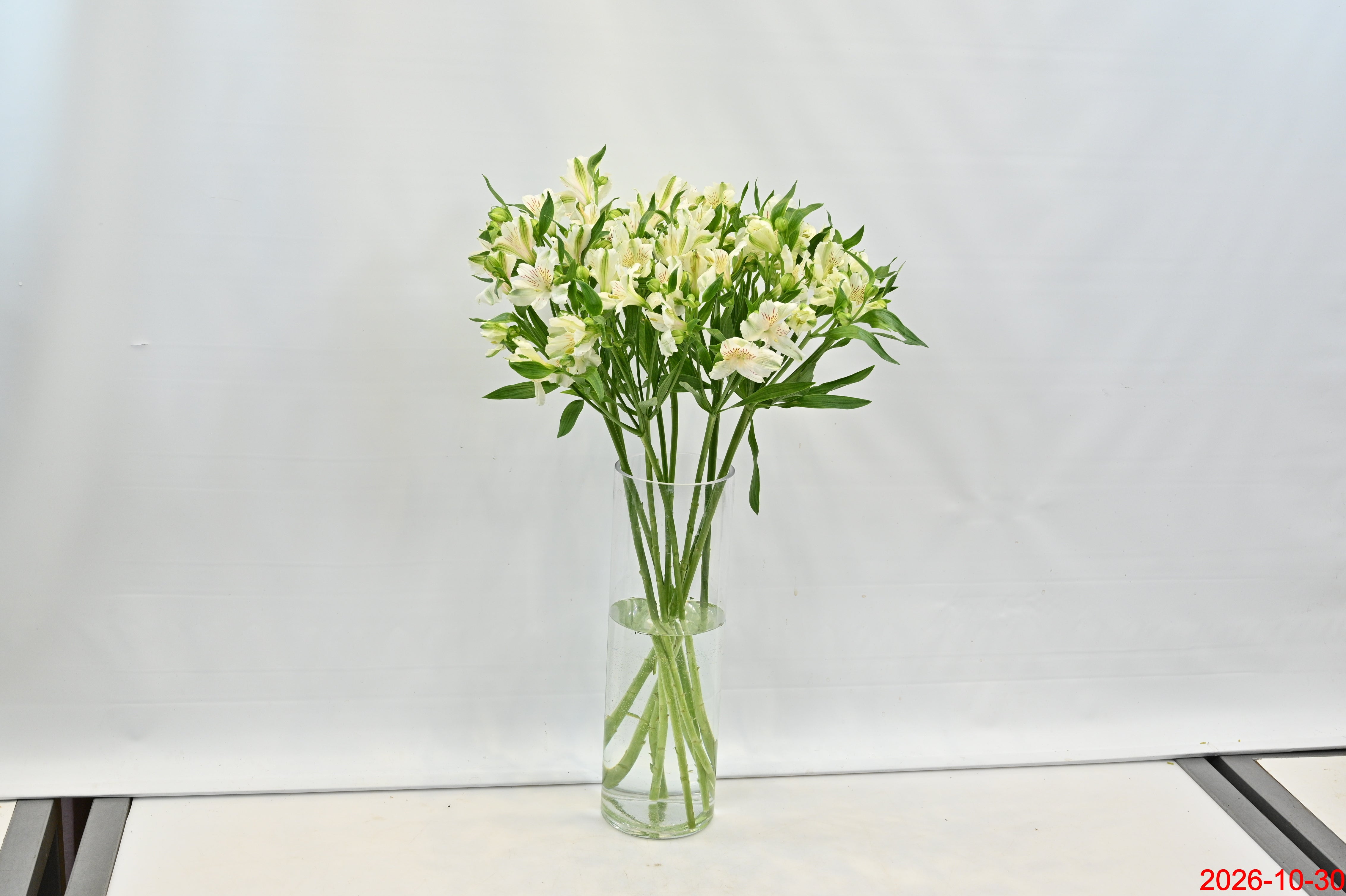 ALSTROEMERIA WHITE Small
