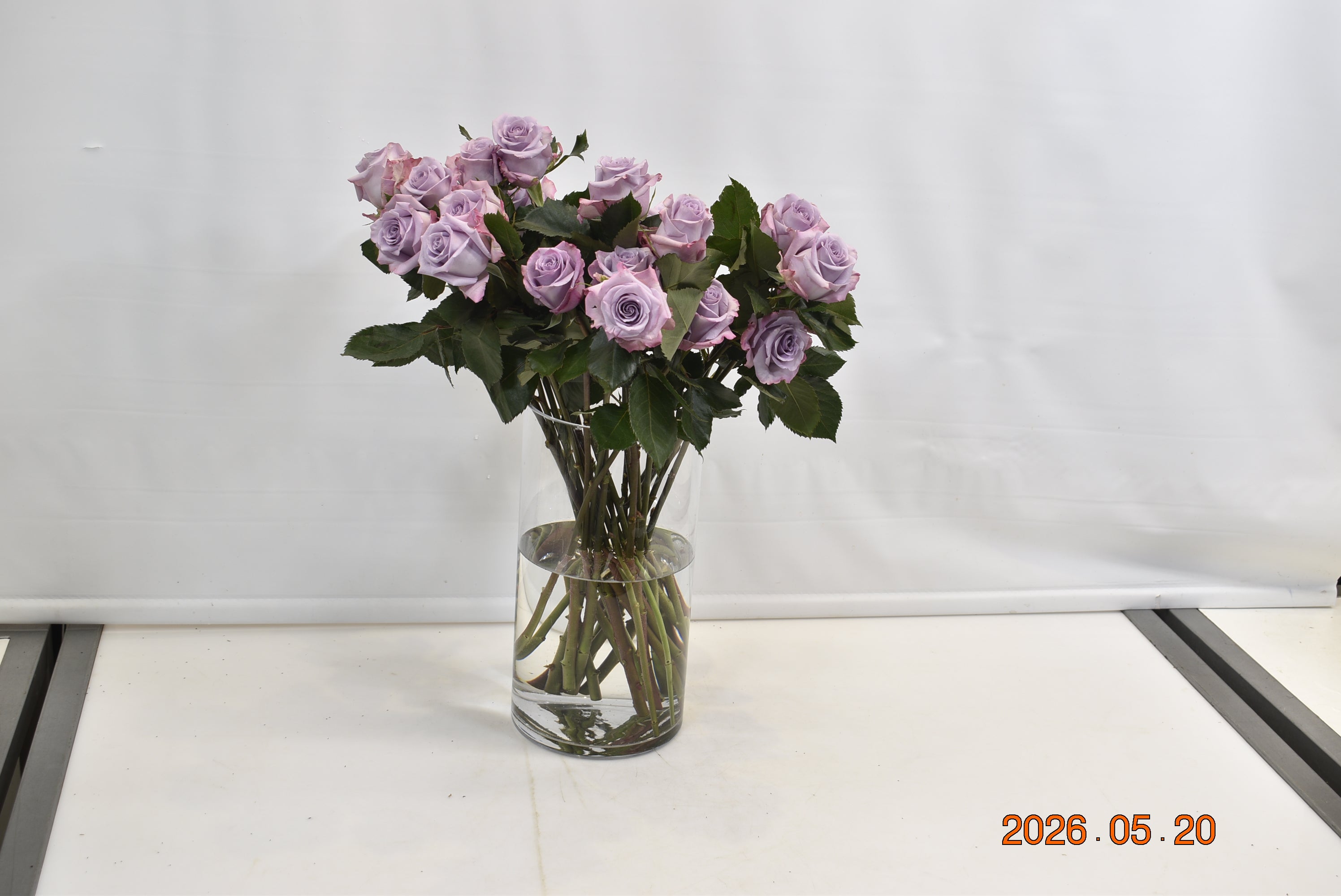 ROSE OCEAN SONG Small