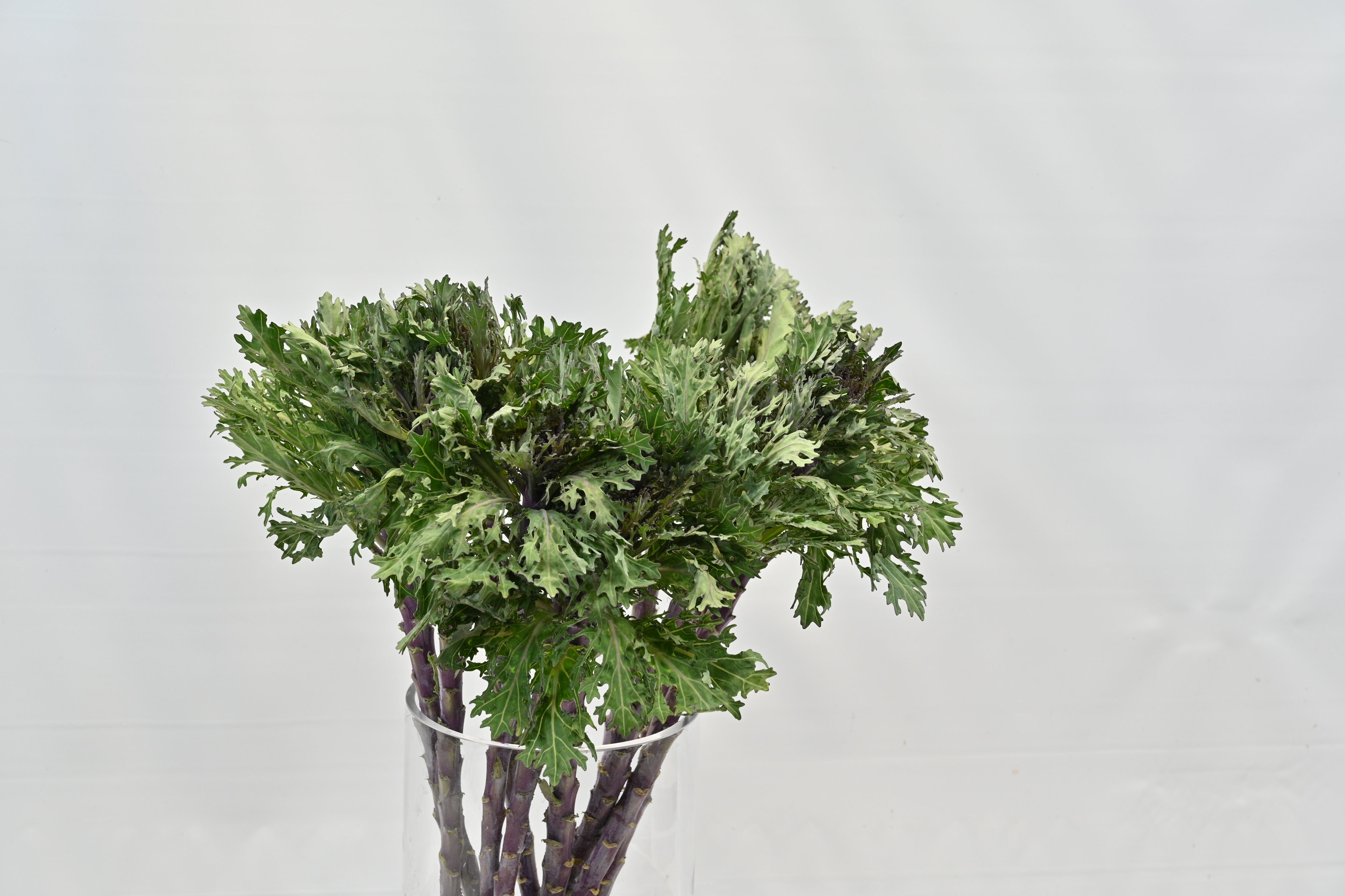 Kale Green Curly Small
