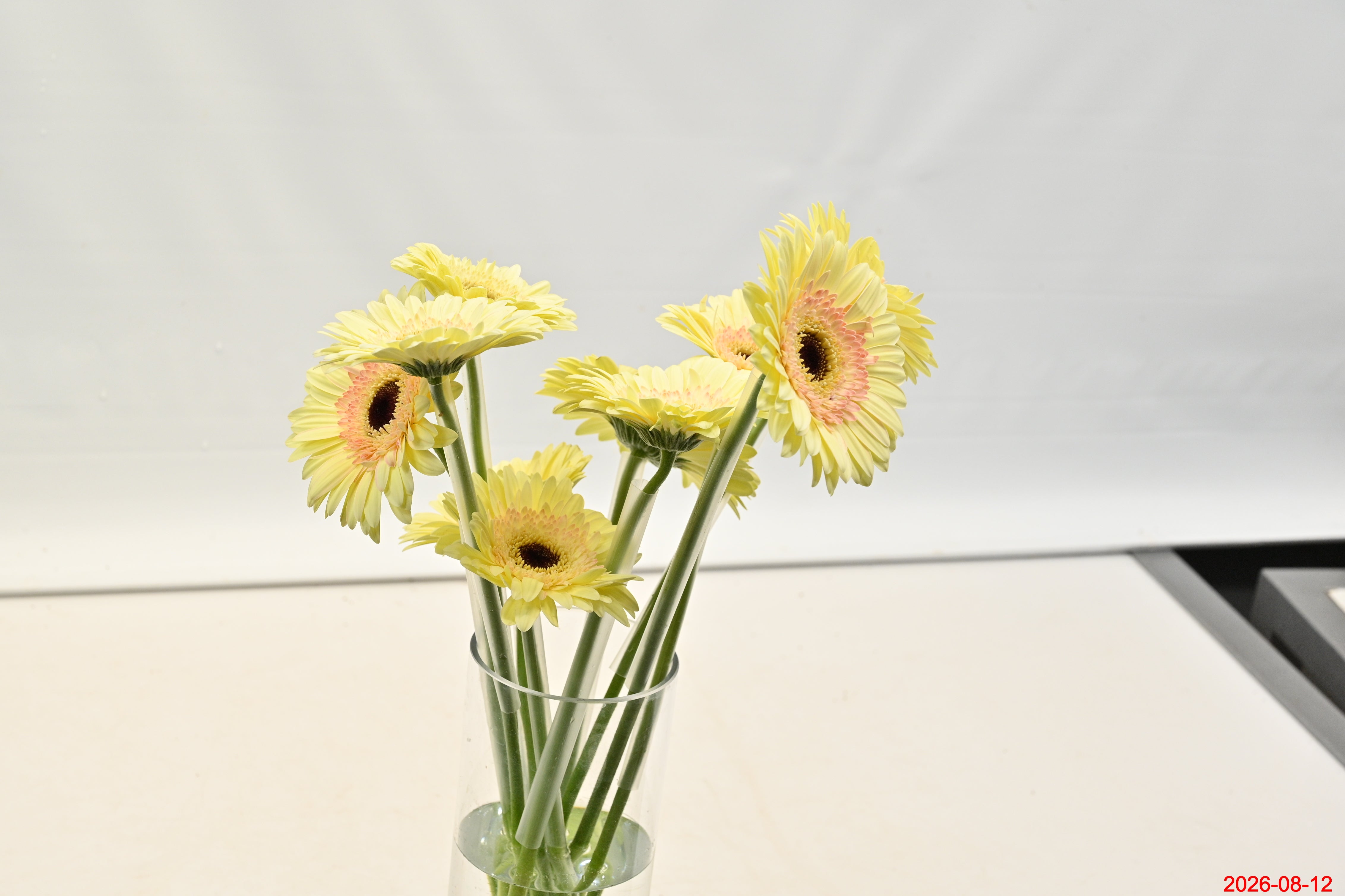 GERBERA CARTIZZE Small
