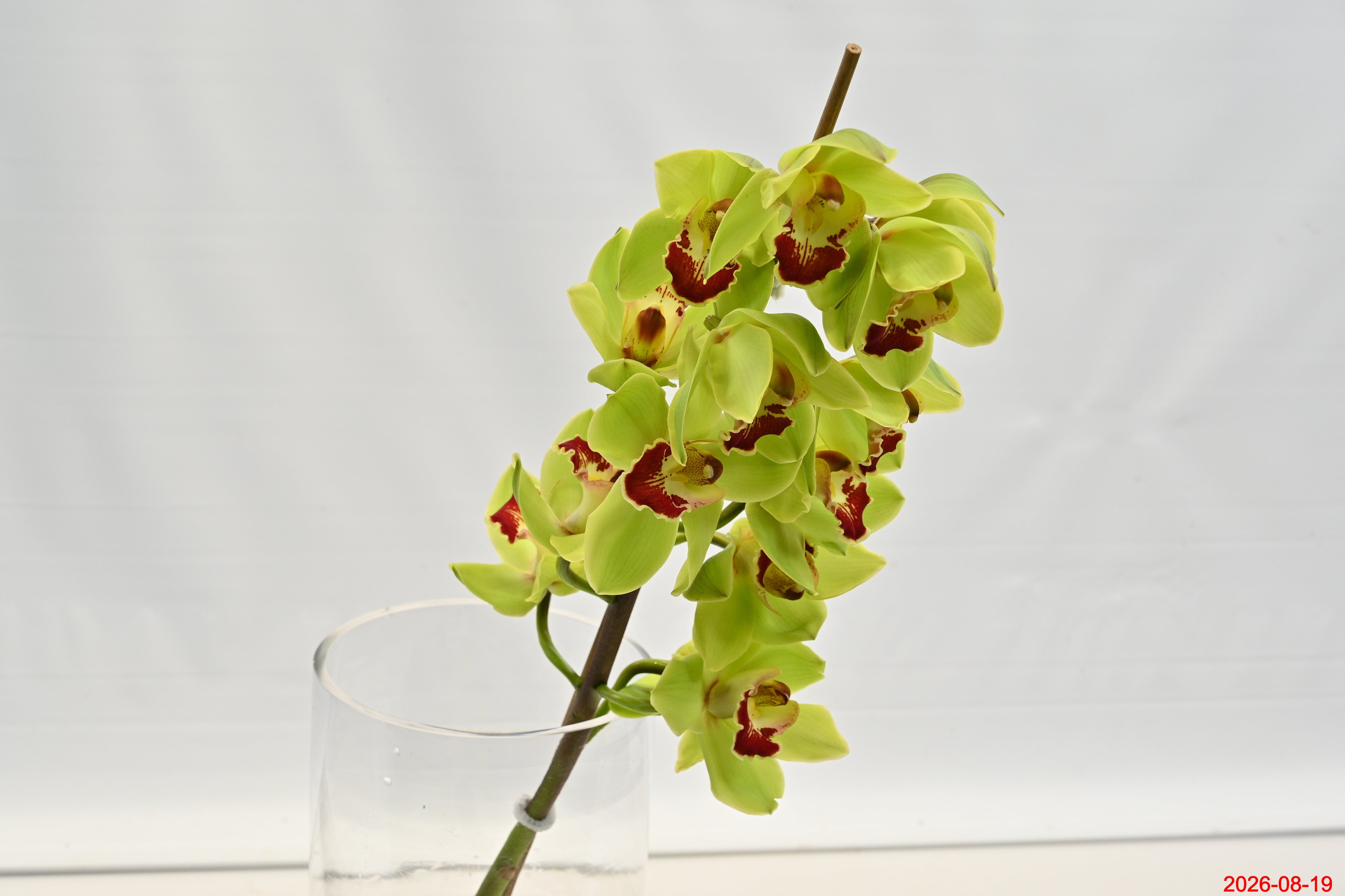 CYMBIDIUM GREEN PER BLOOM Small
