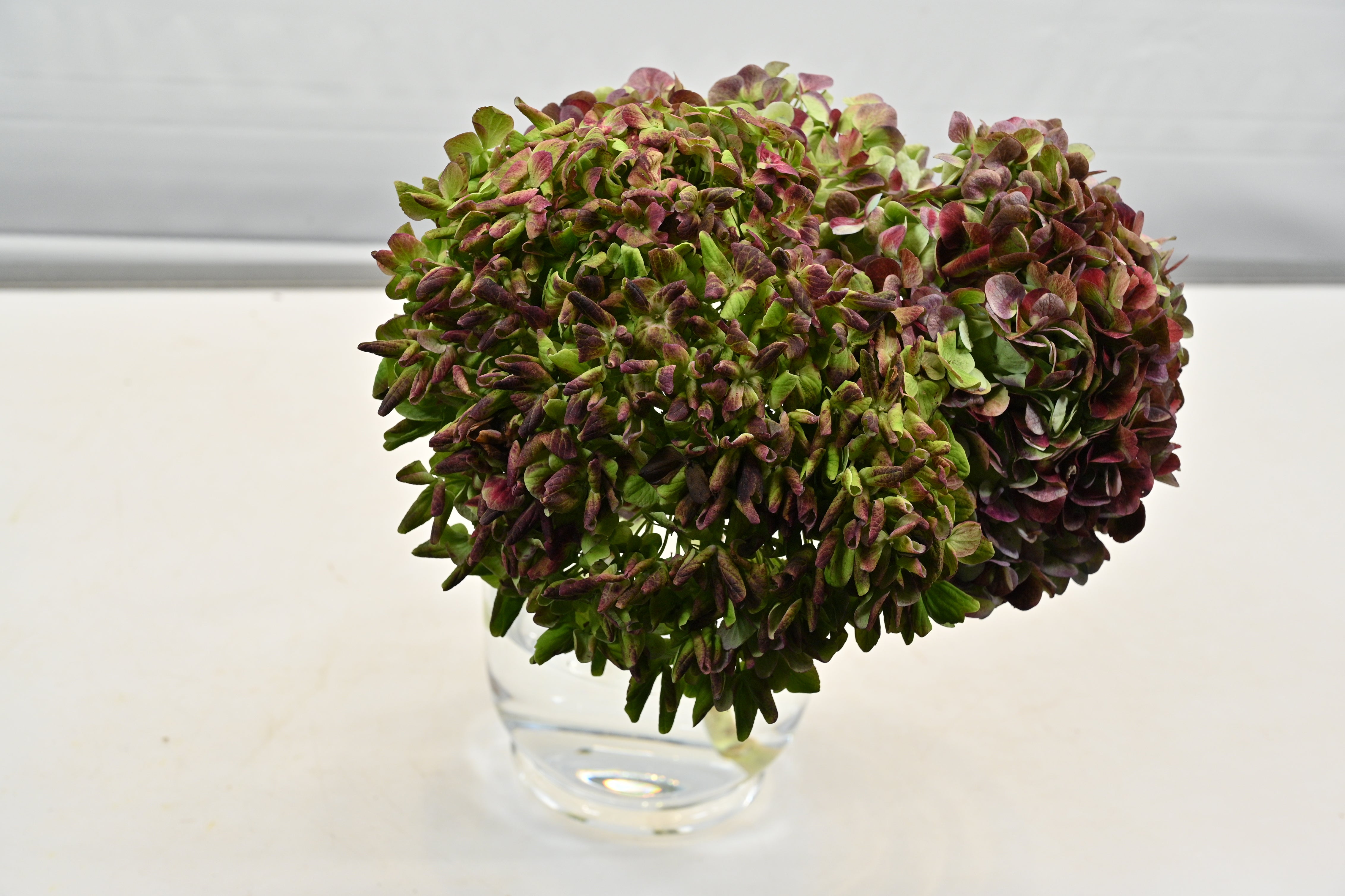 Hydrangea Antique Burgundy Small