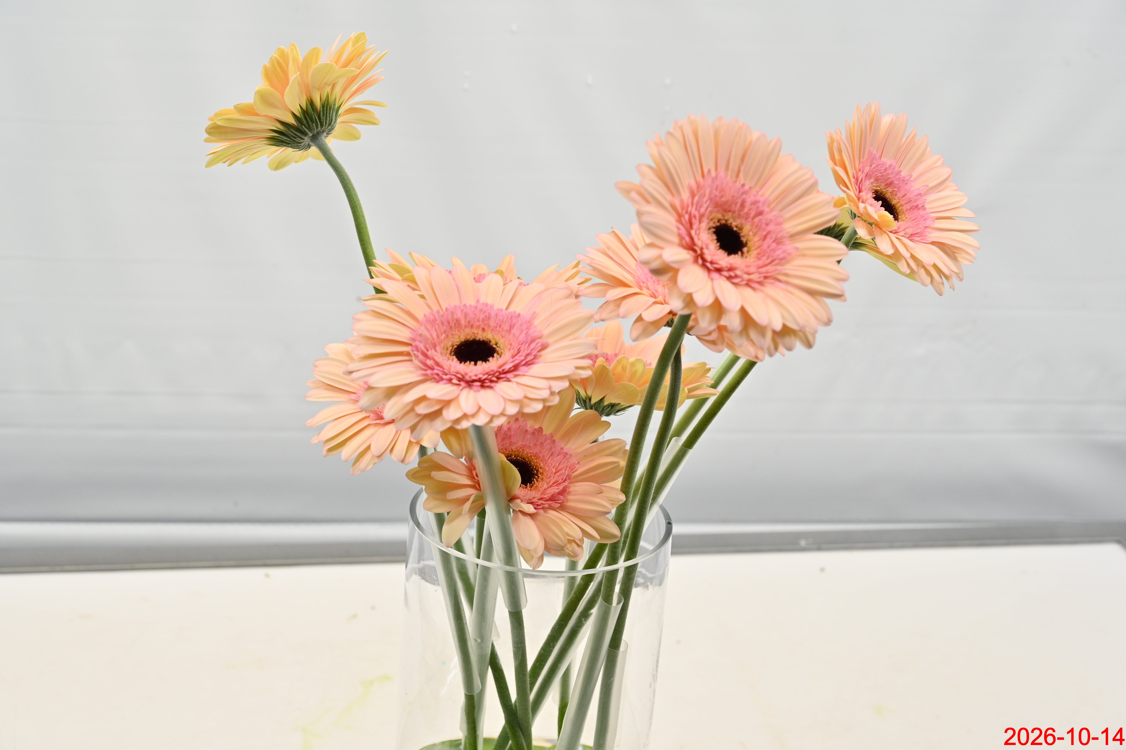 GERBERA ALLIANCE Small