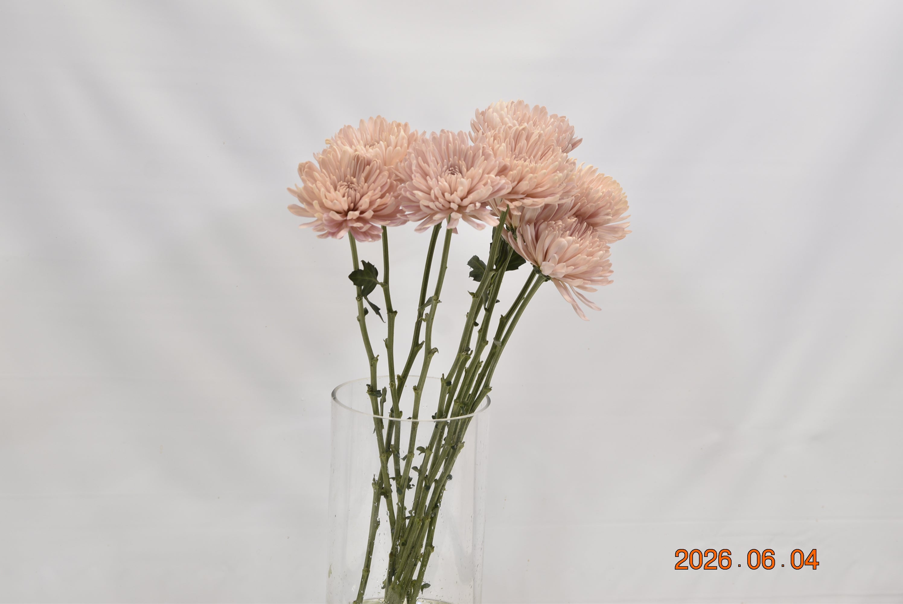 Cremone Linette Small