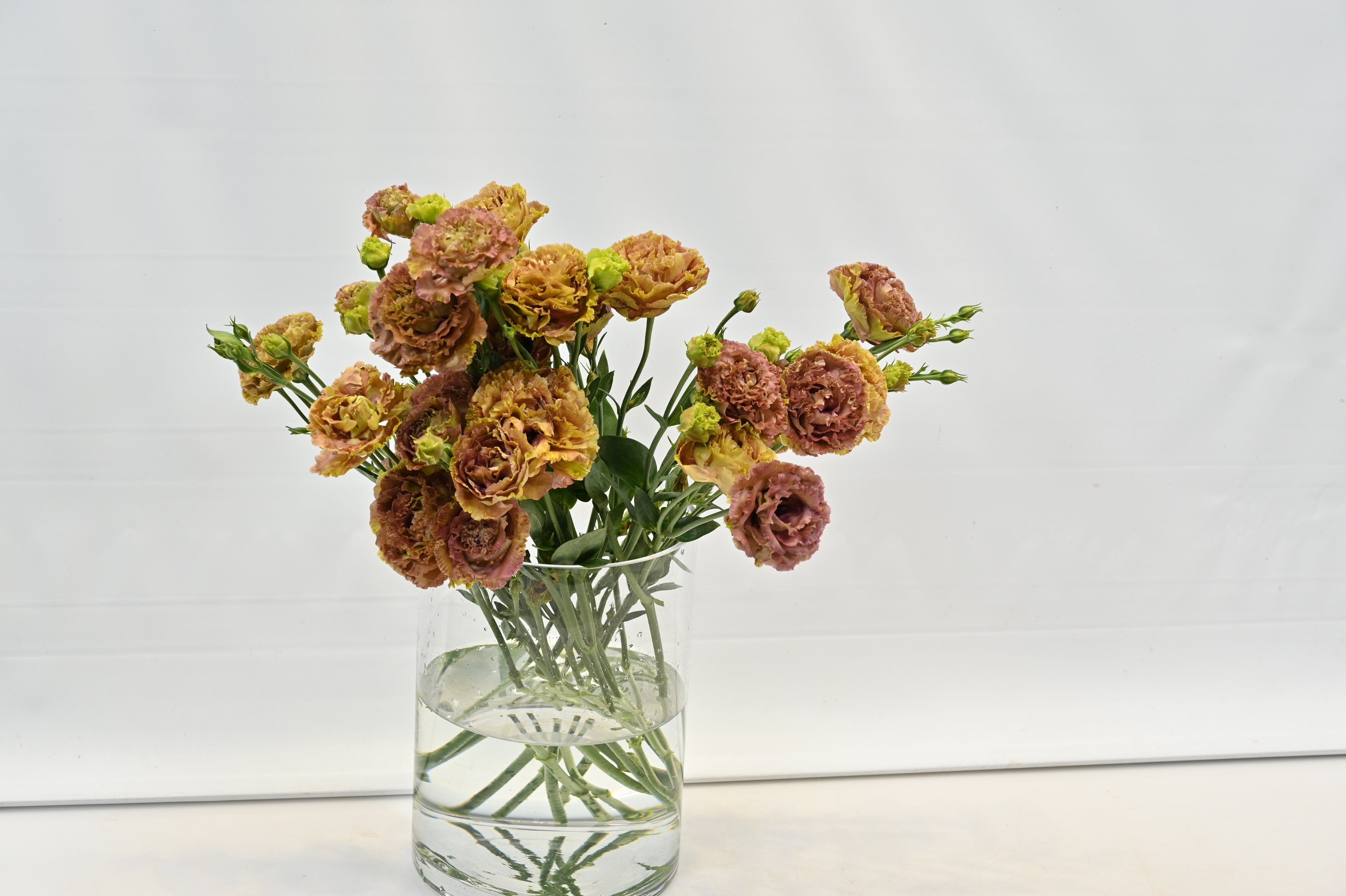 Lisianthus Terracotta Small