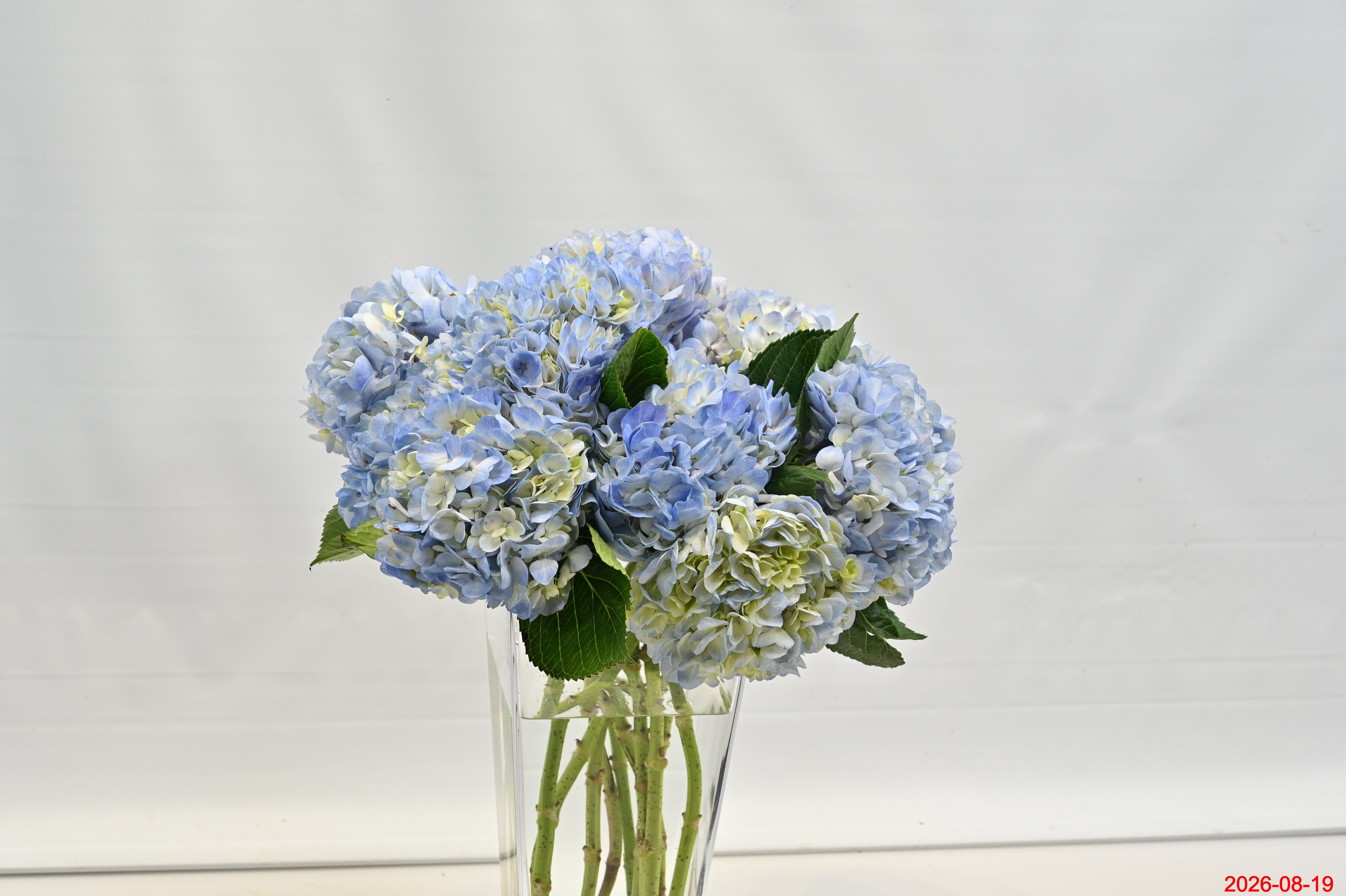 HYDRANGEA S. A. BLUE WHITE Small
