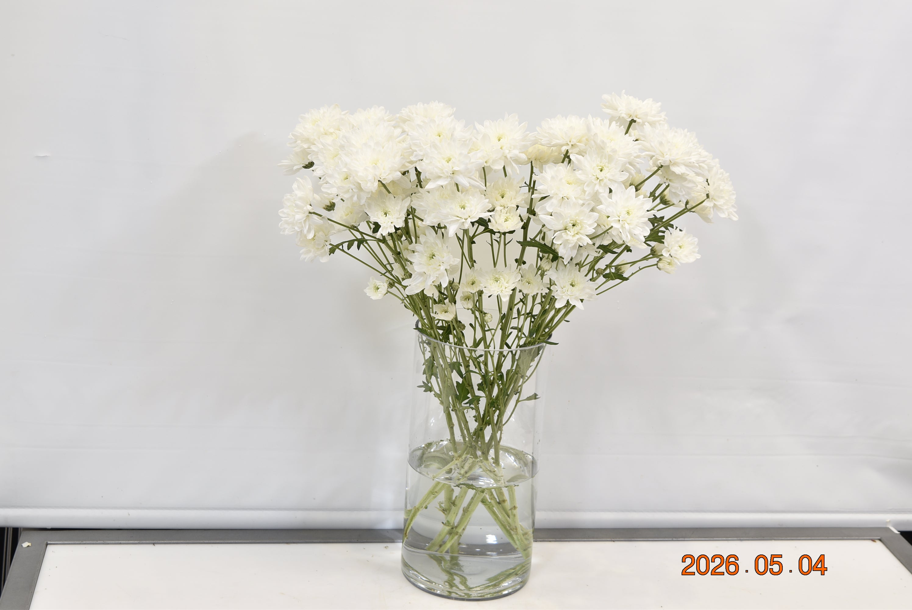 CHRYSANTHEMUM WHITE FLATS Small