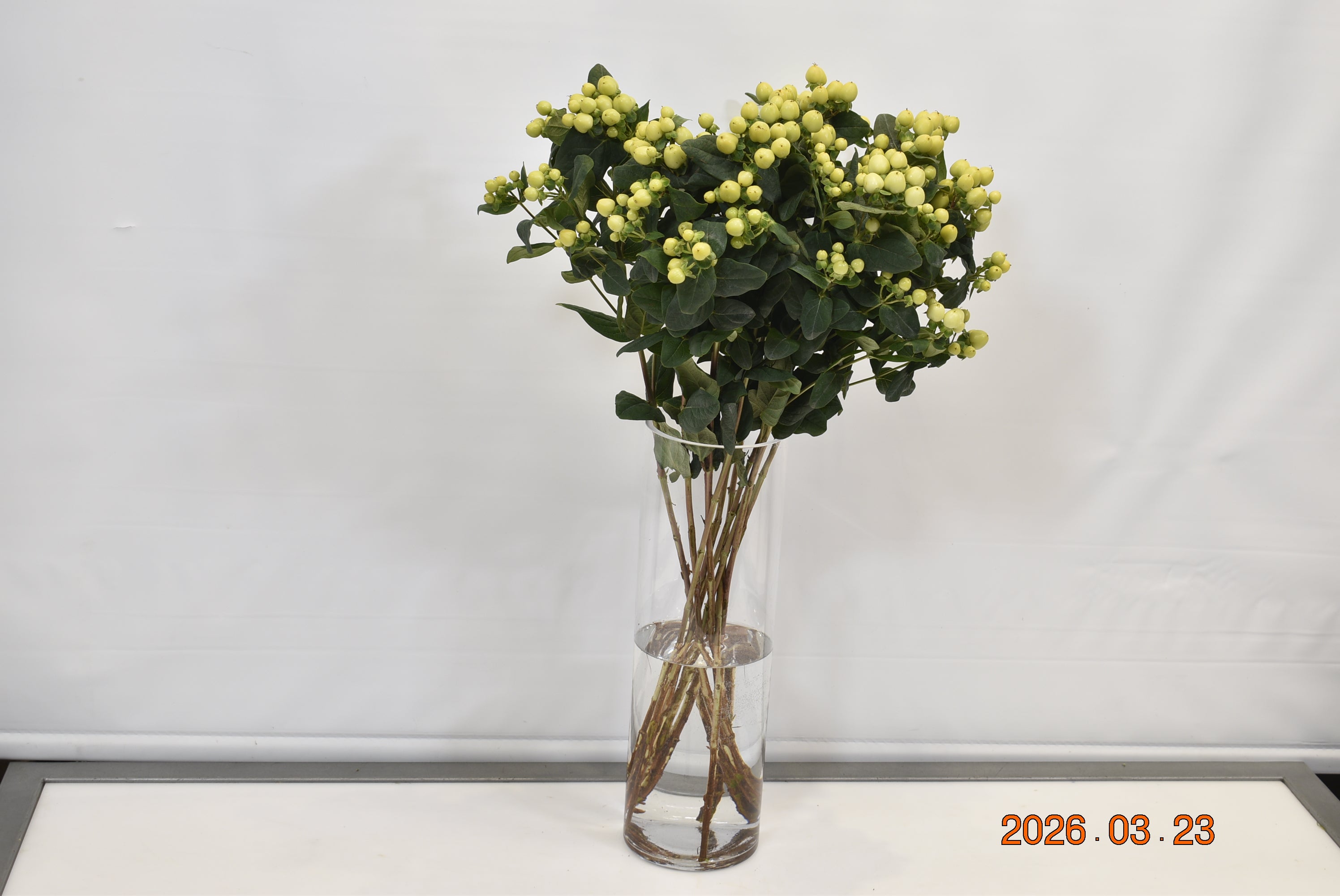 HYPERICUM SMILEY ROMANCE Small