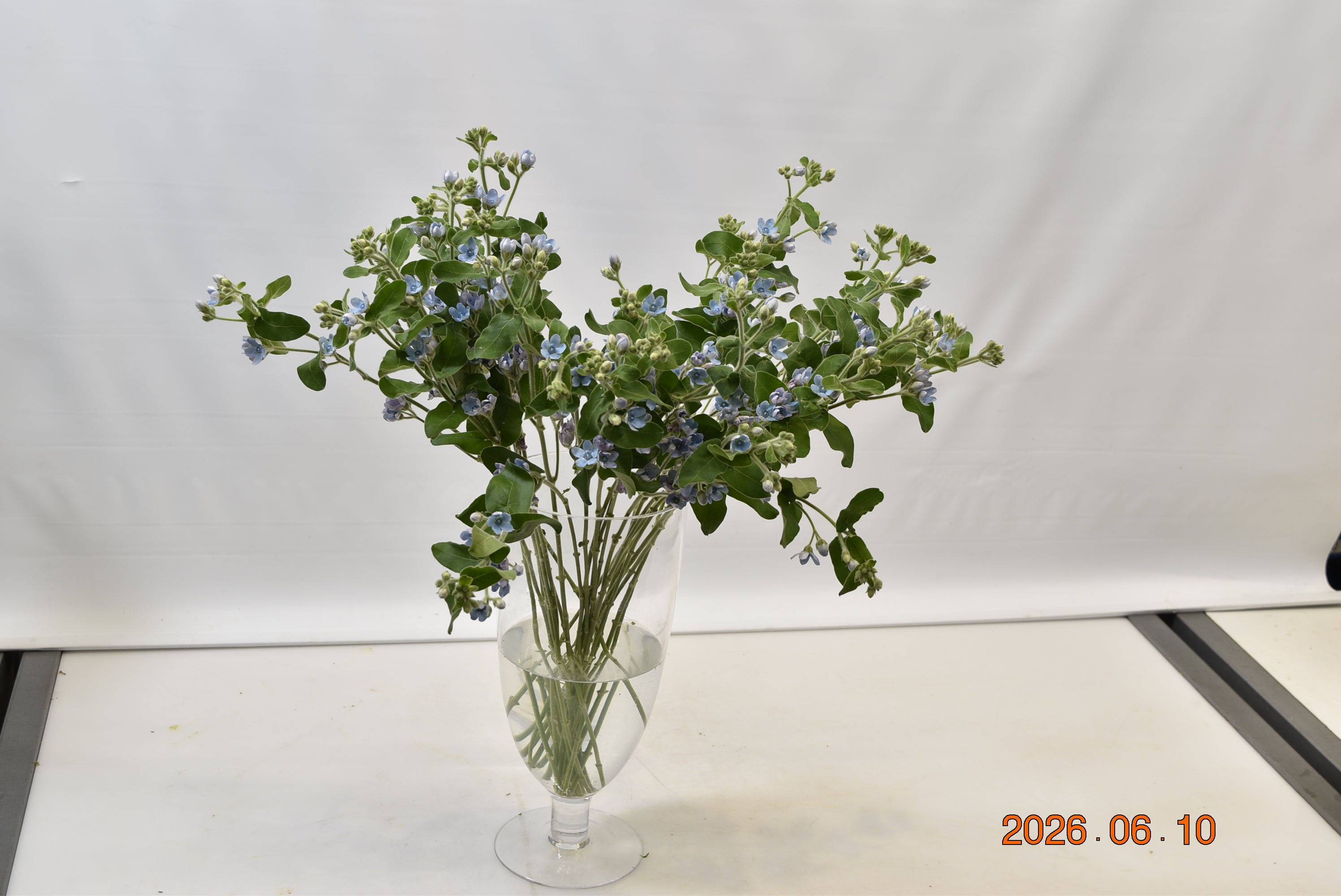 OXYPETALUM PURE BLUE Small