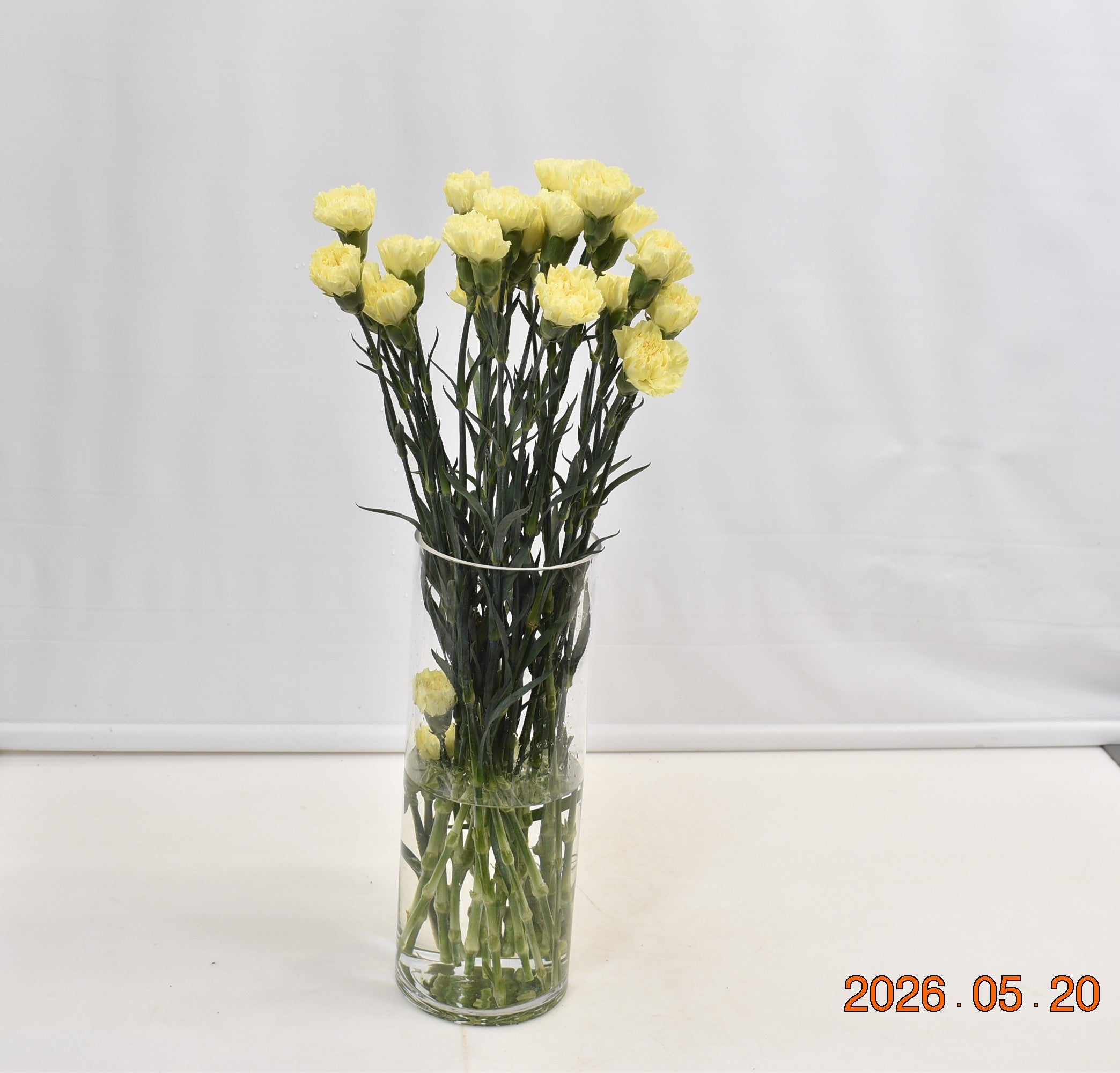 CARNATION HERMES Small