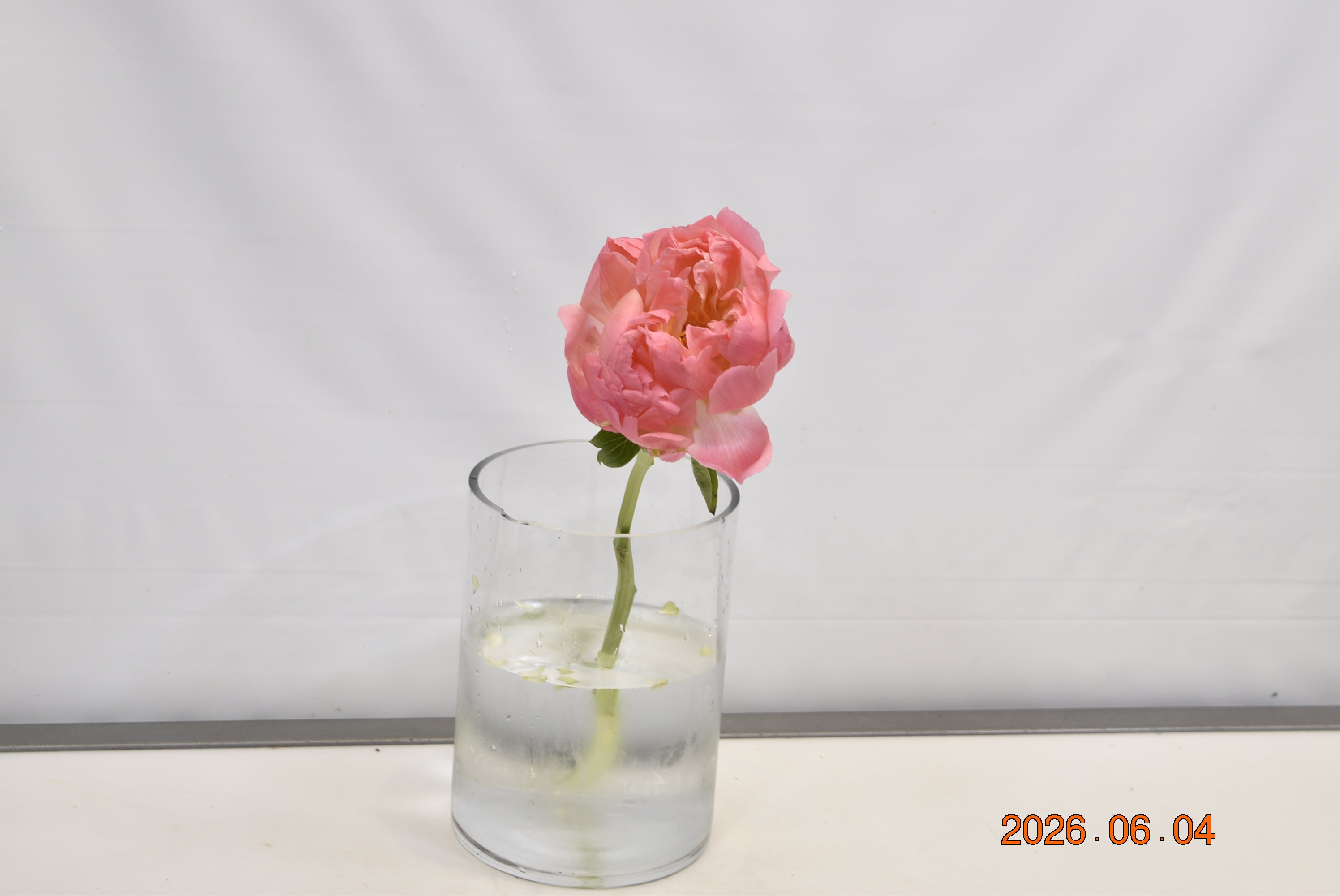 PEONY CORAL SUNSET Small