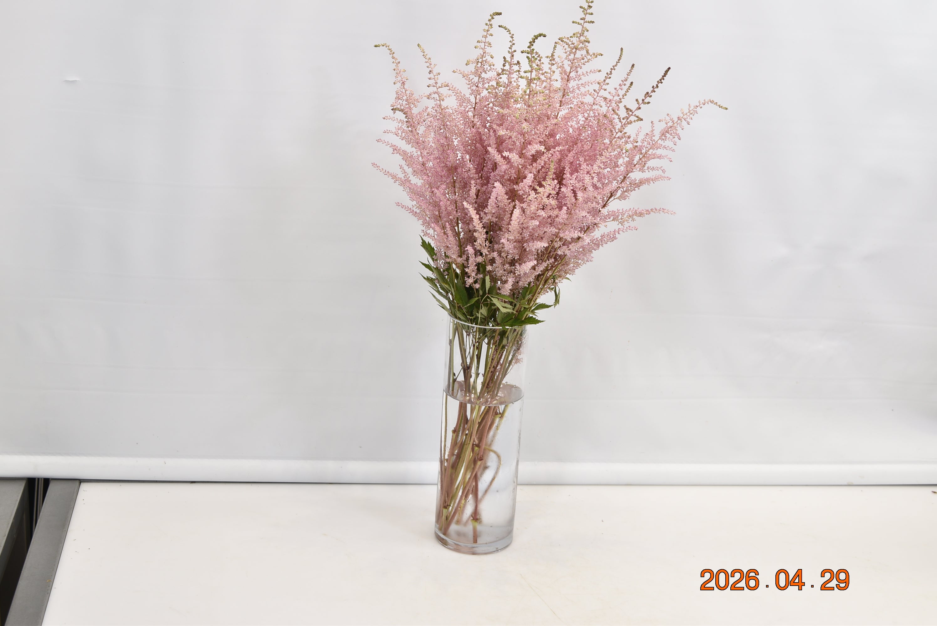 ASTILBE ERIKA Small