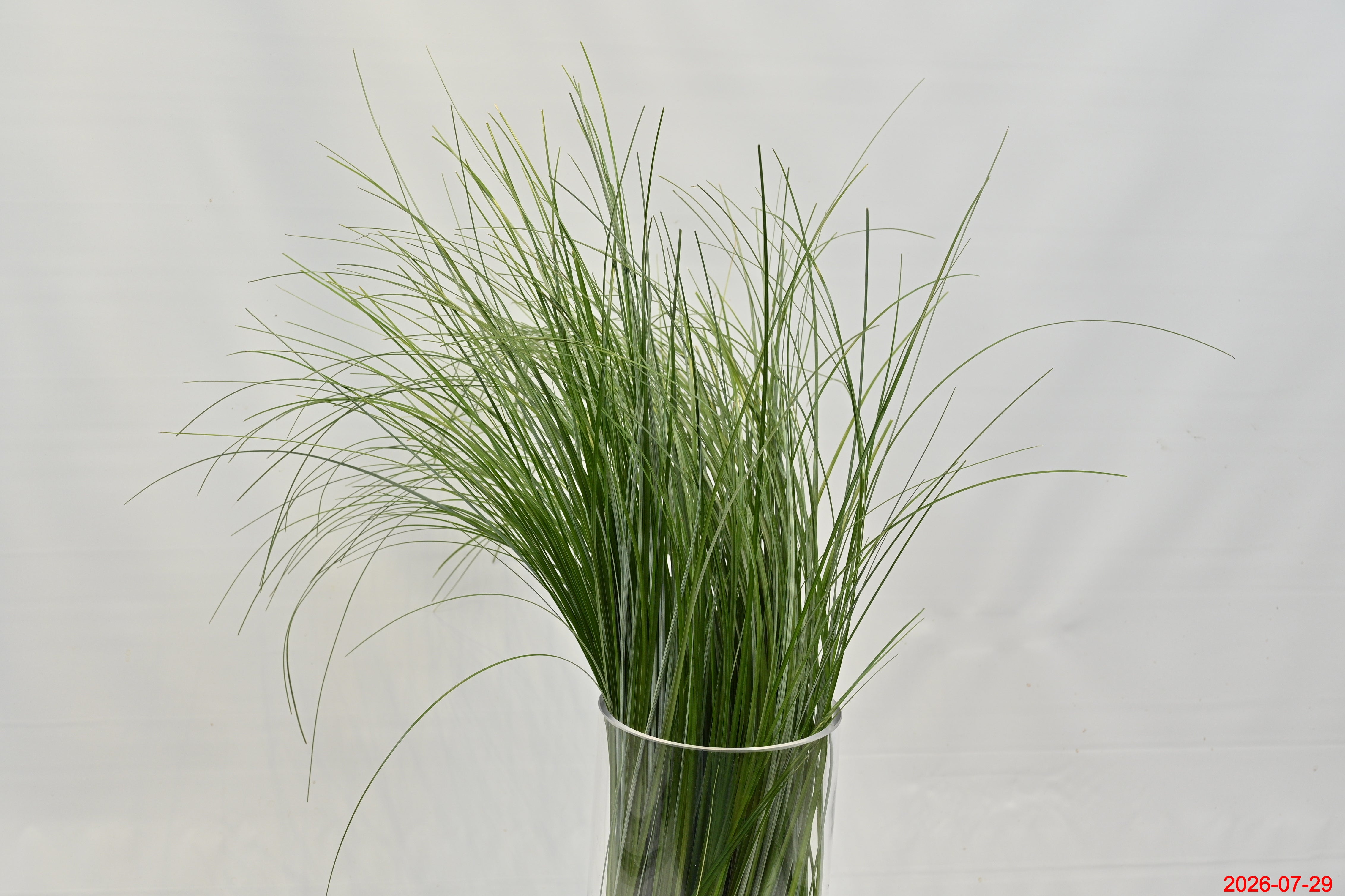 BEAR GRASS 150g Small