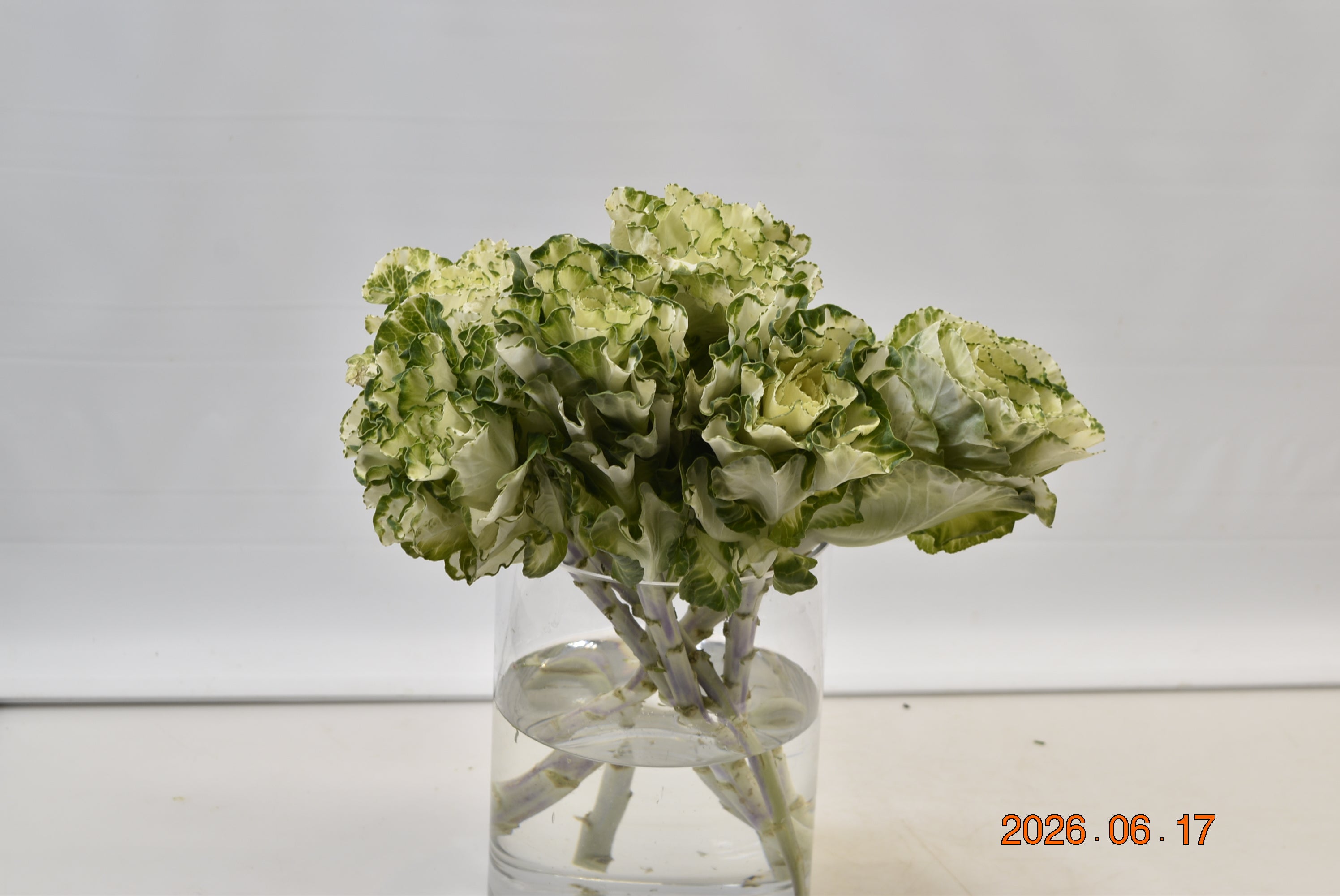KALE WHITE Small