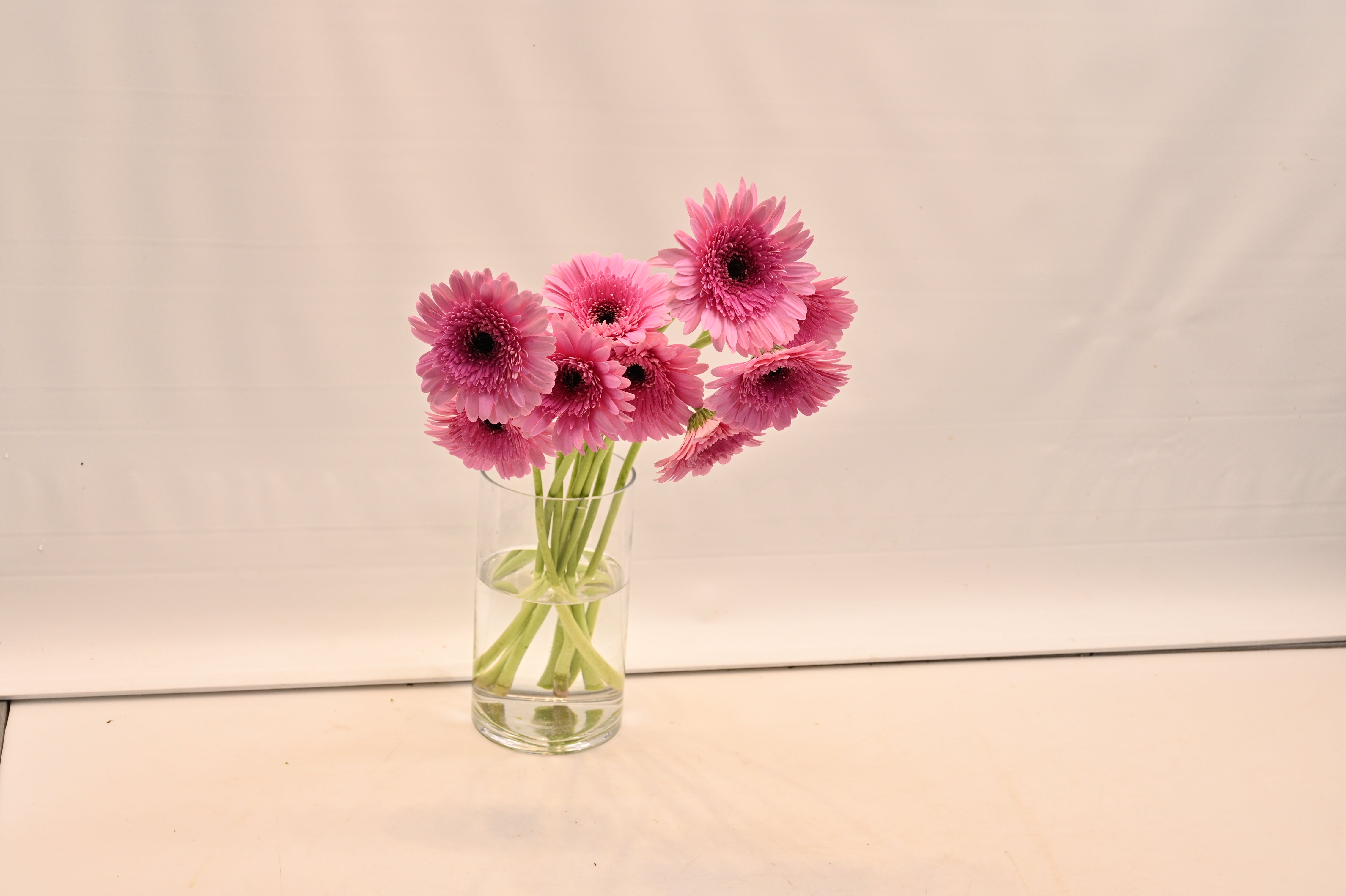 GERBERA MOZART Small