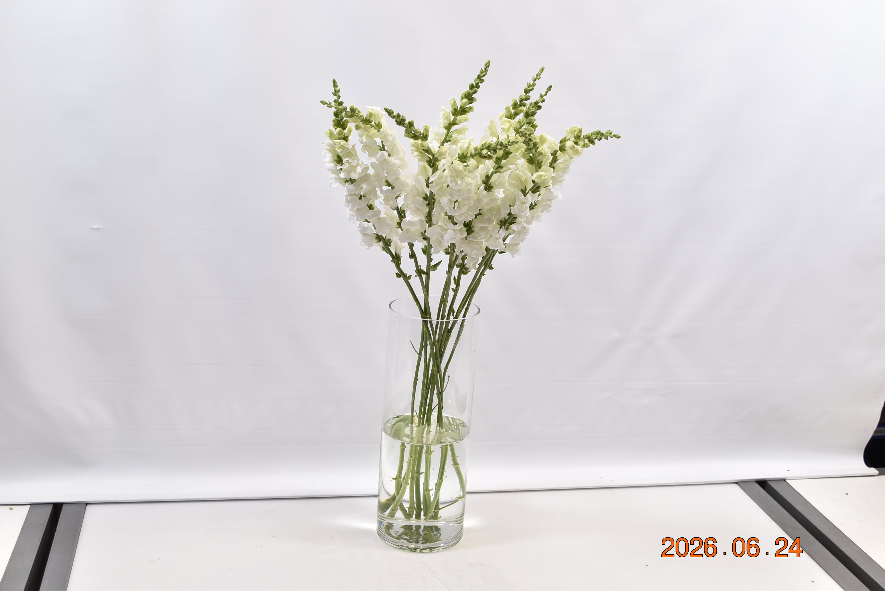 SNAPDRAGON WHITE Small