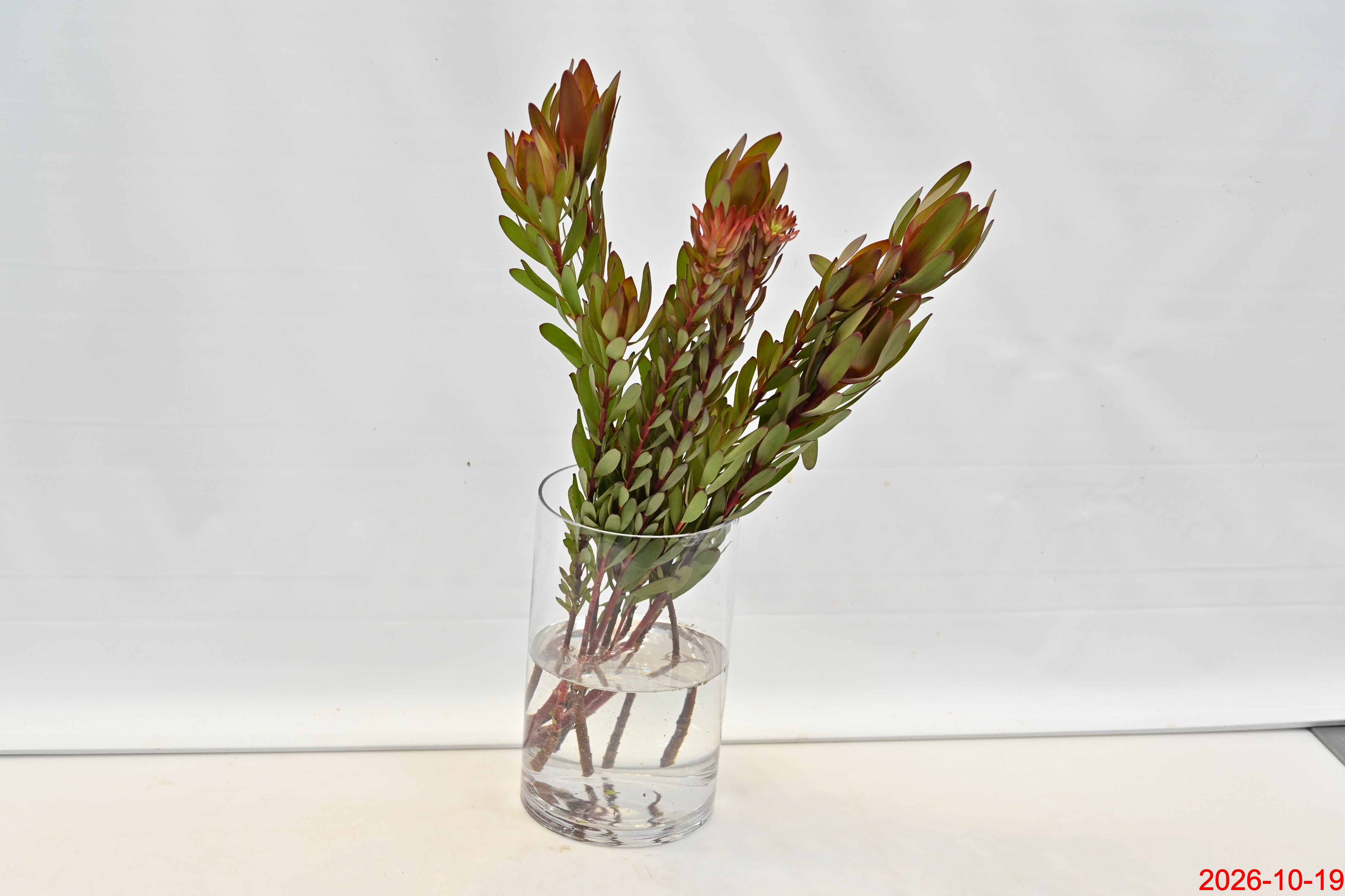 Leucadendron Safari  Spray Salignum Small