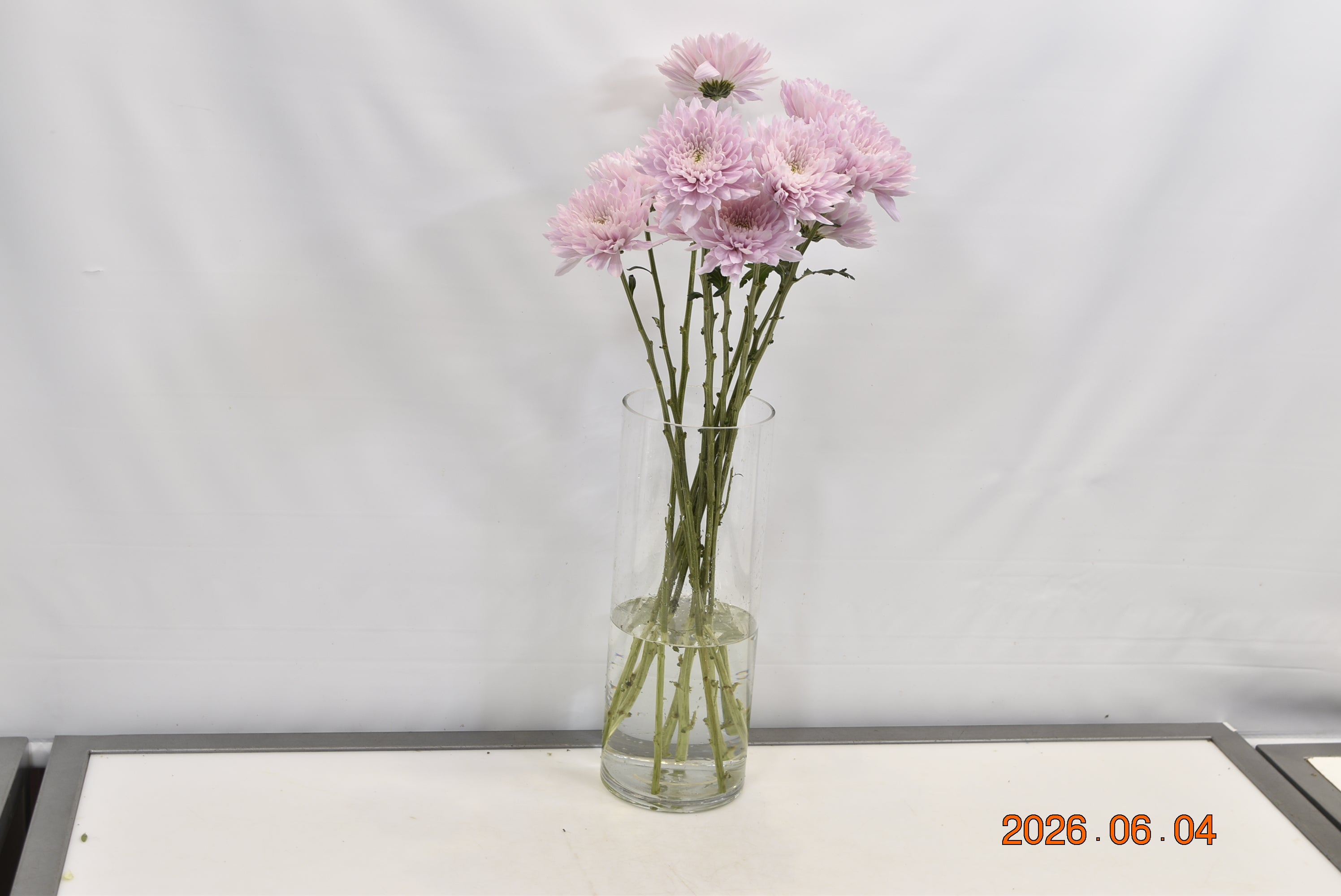 CHRYSANTHEMUM PETRUSHKA POM POM Small