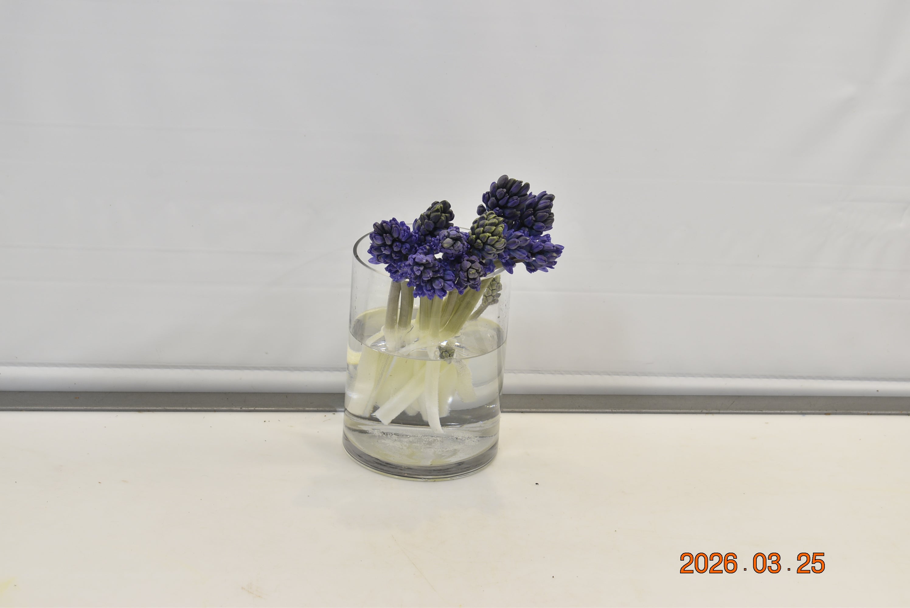 Hyacinth La Minos Small