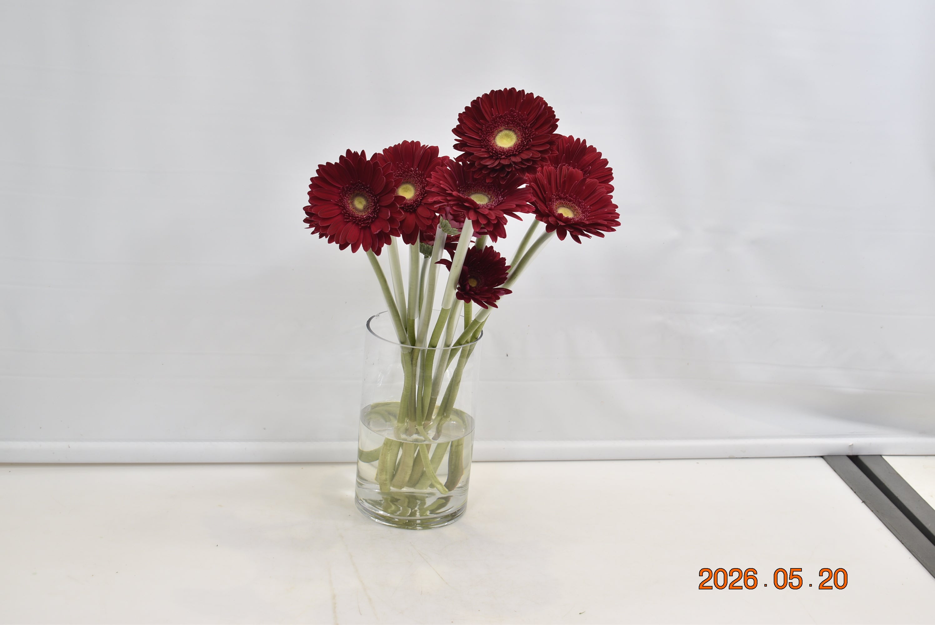 Gerbera Inca Small