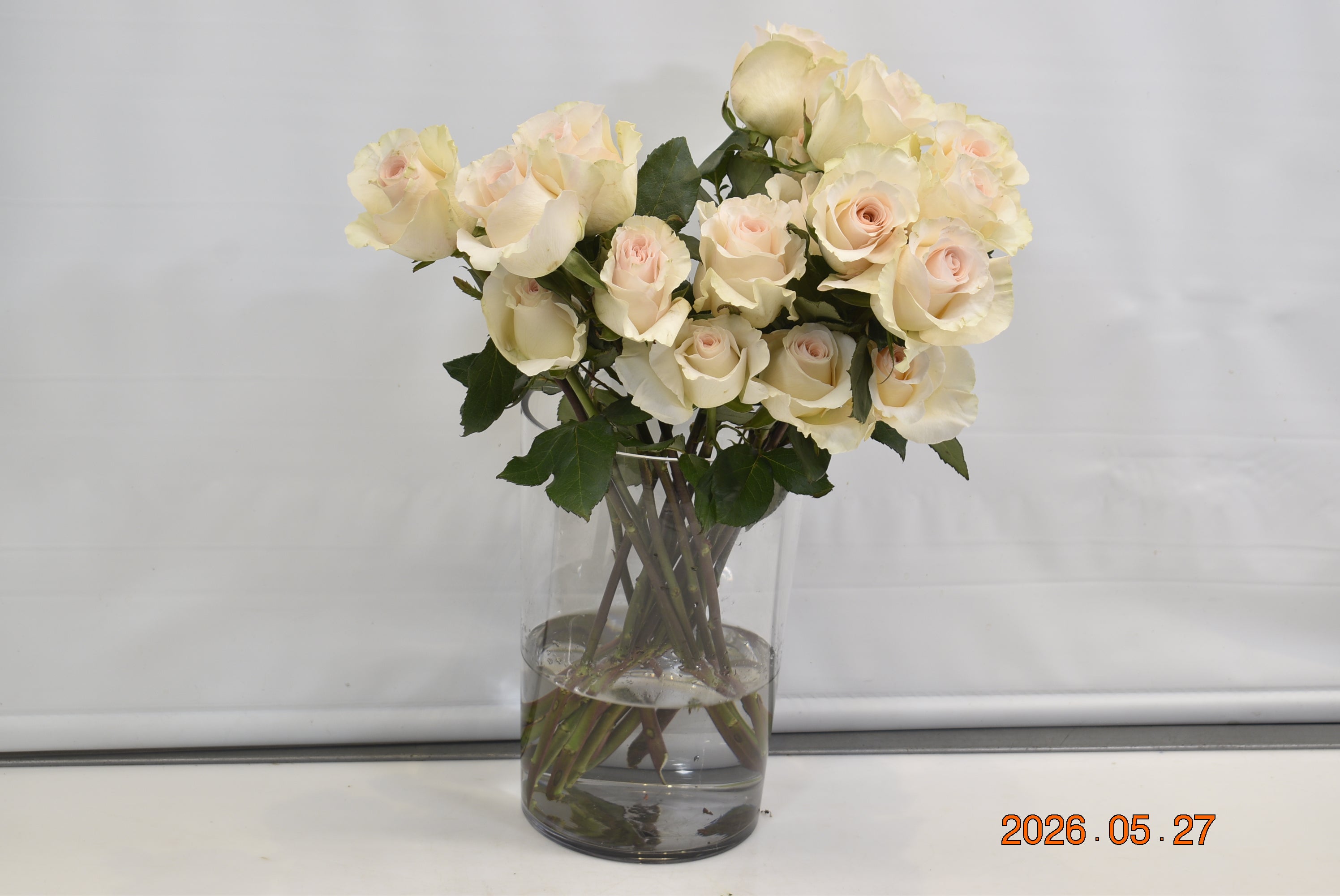 Rose Fancy Dreams Small