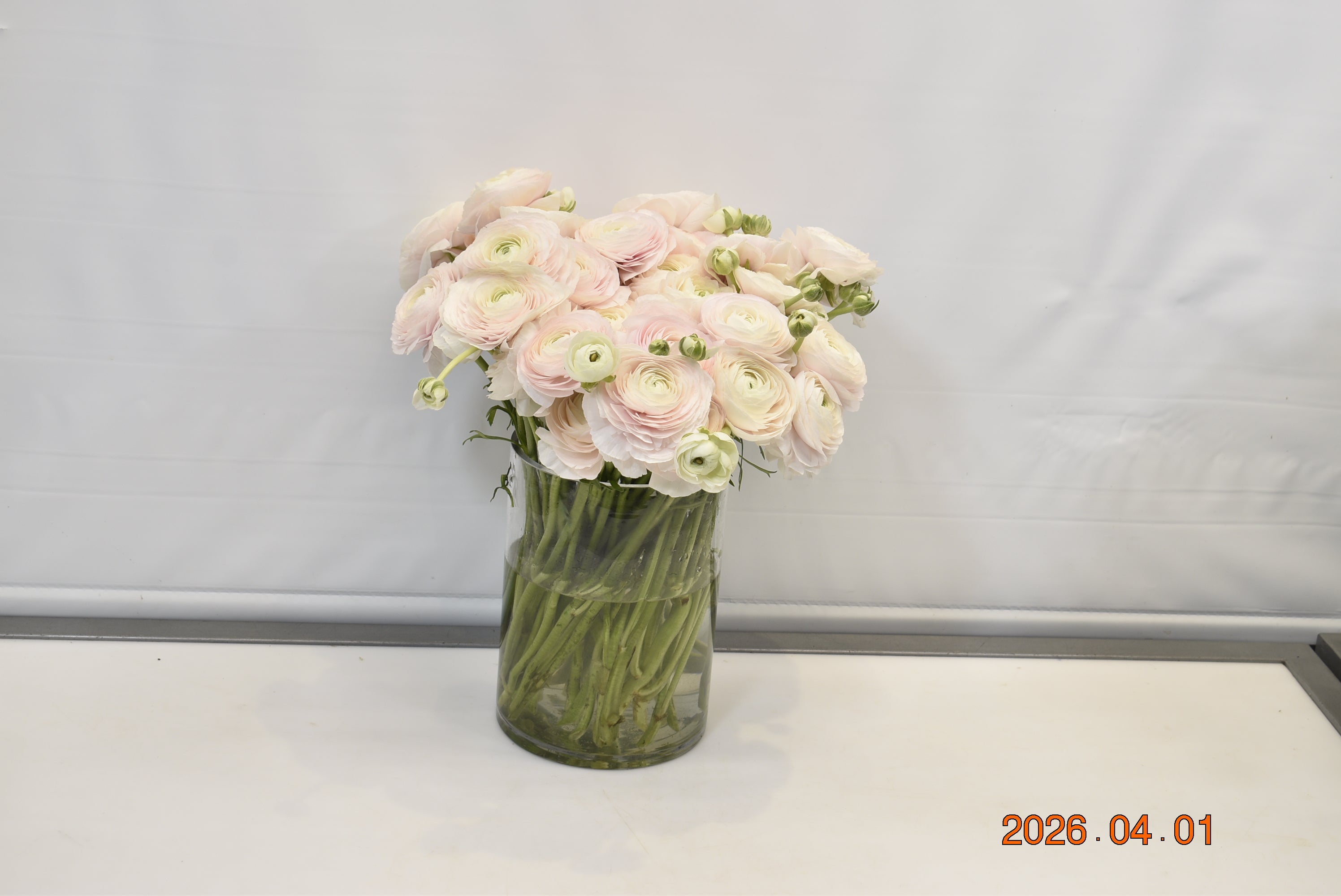 Ranunculus Light Pink Small