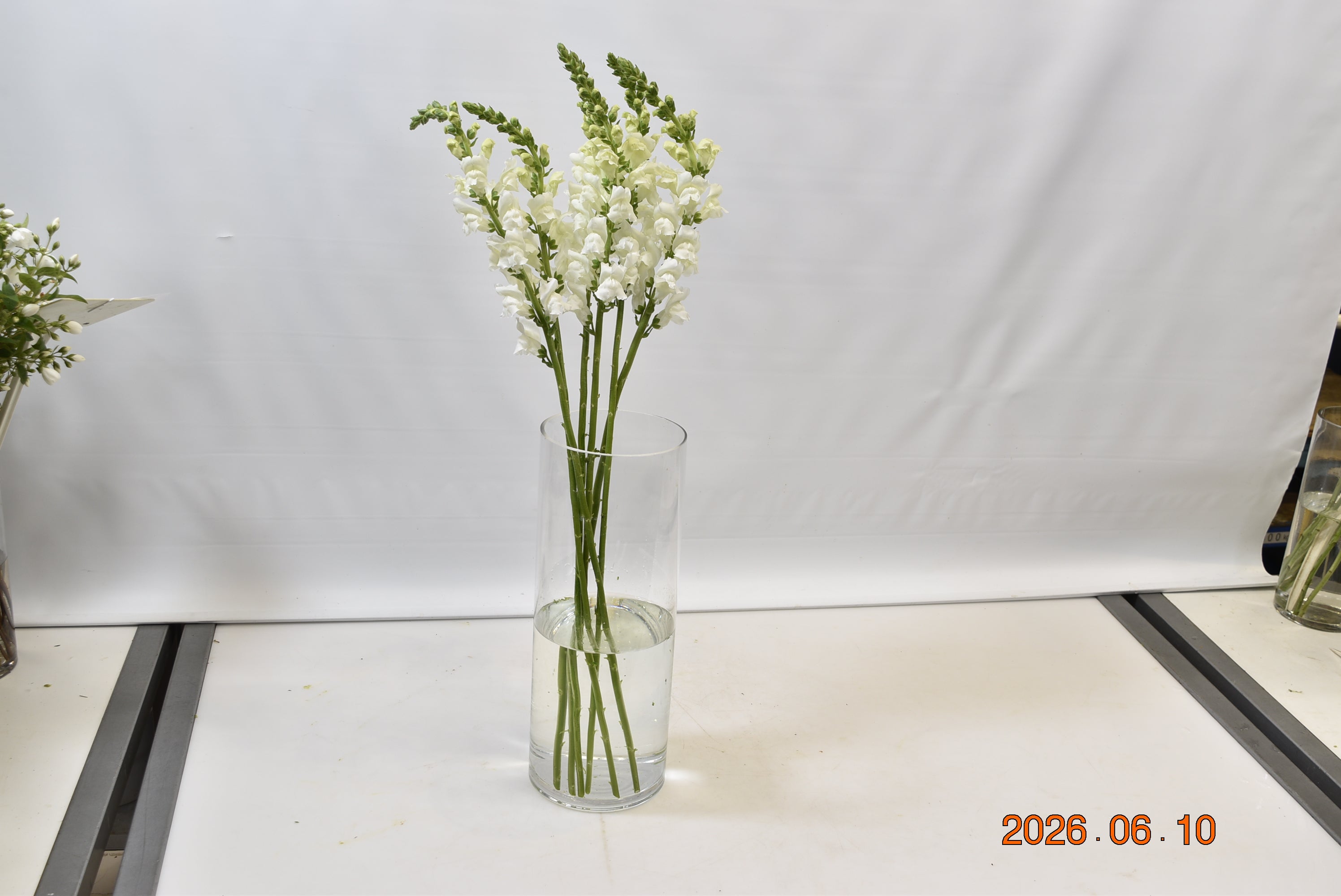SNAPDRAGON WHITE Small