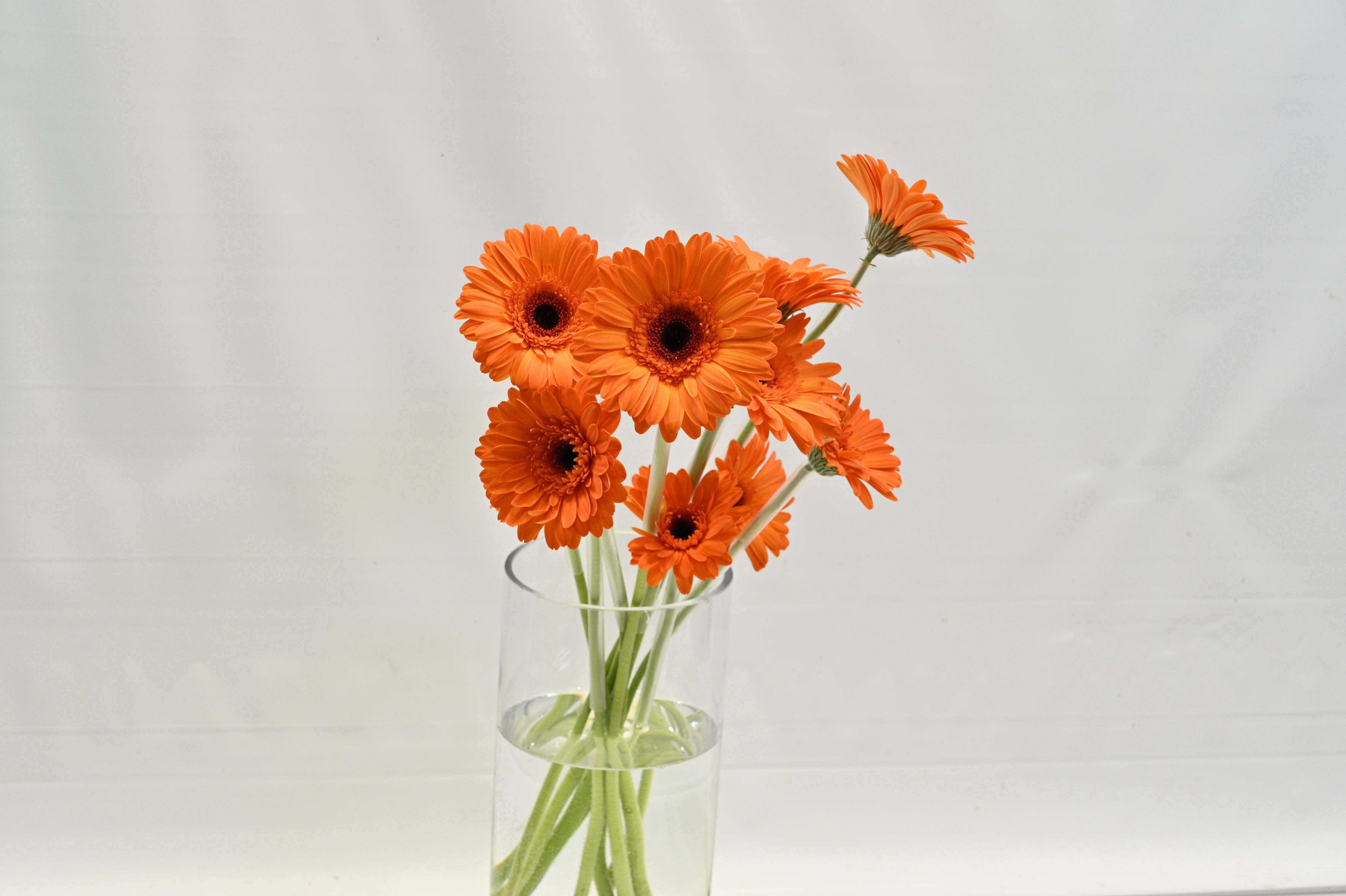 GERBERA ALEX Small