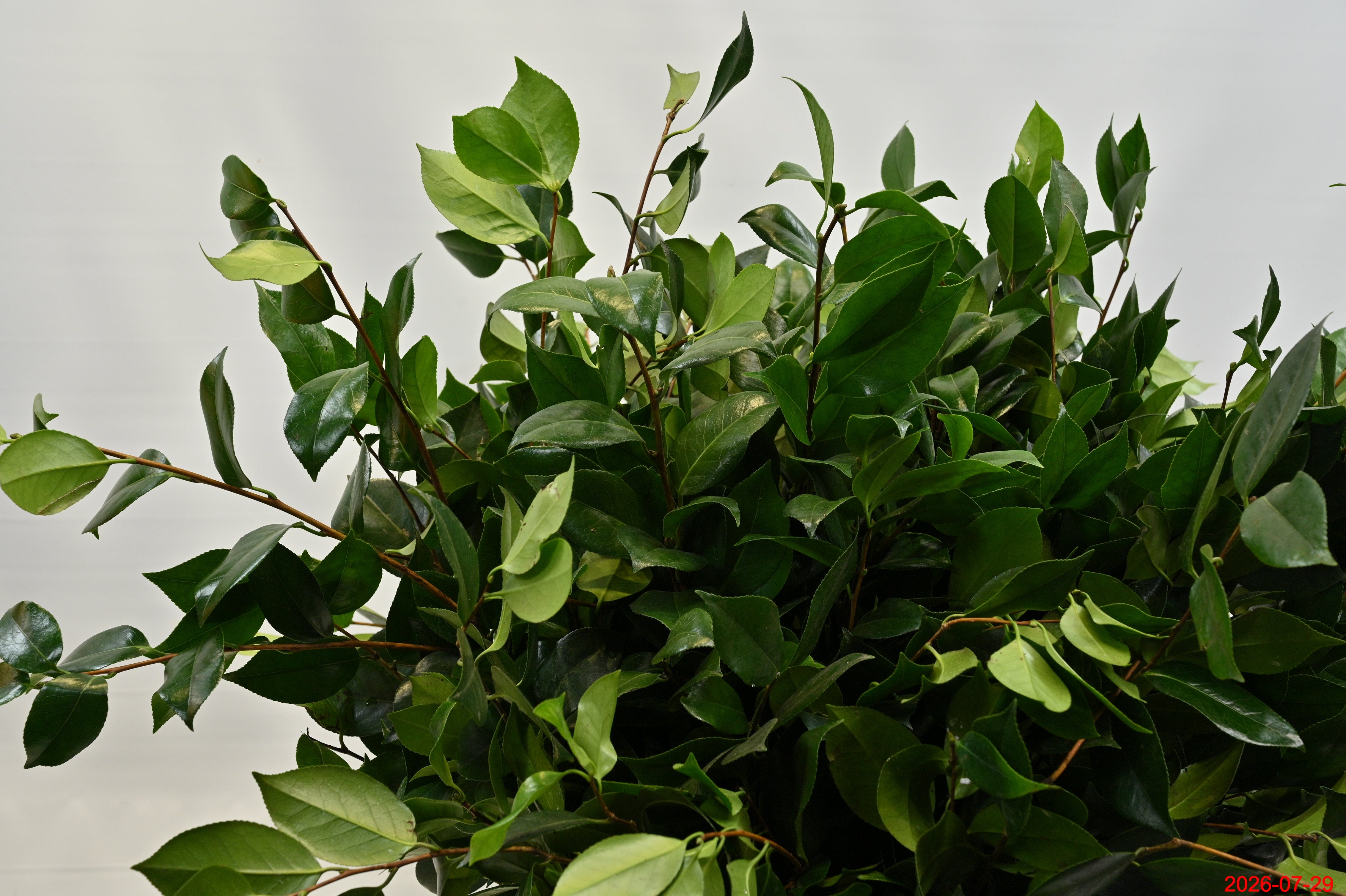 CAMELIA 500g Small