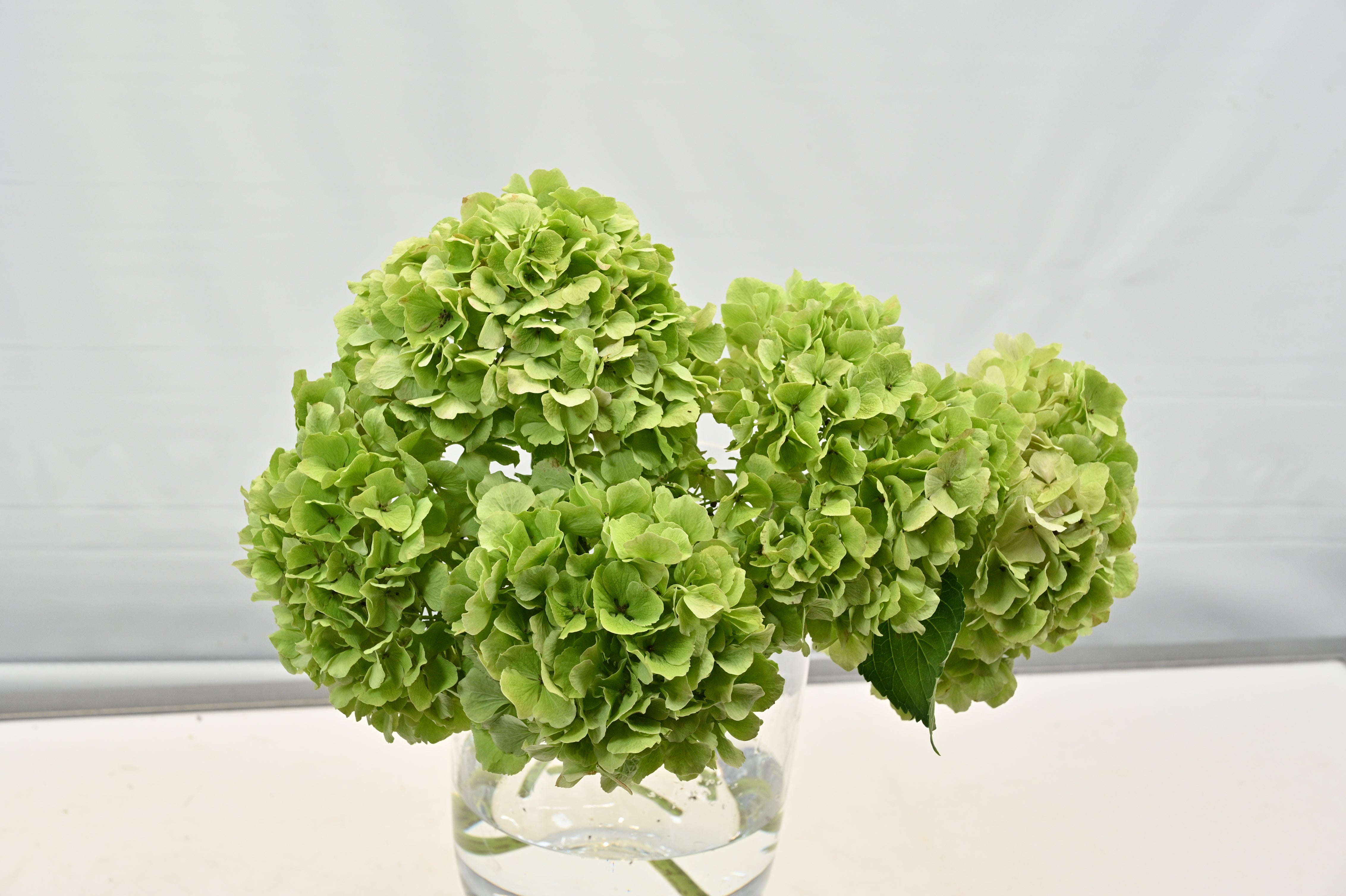 Hydrangea Green Small