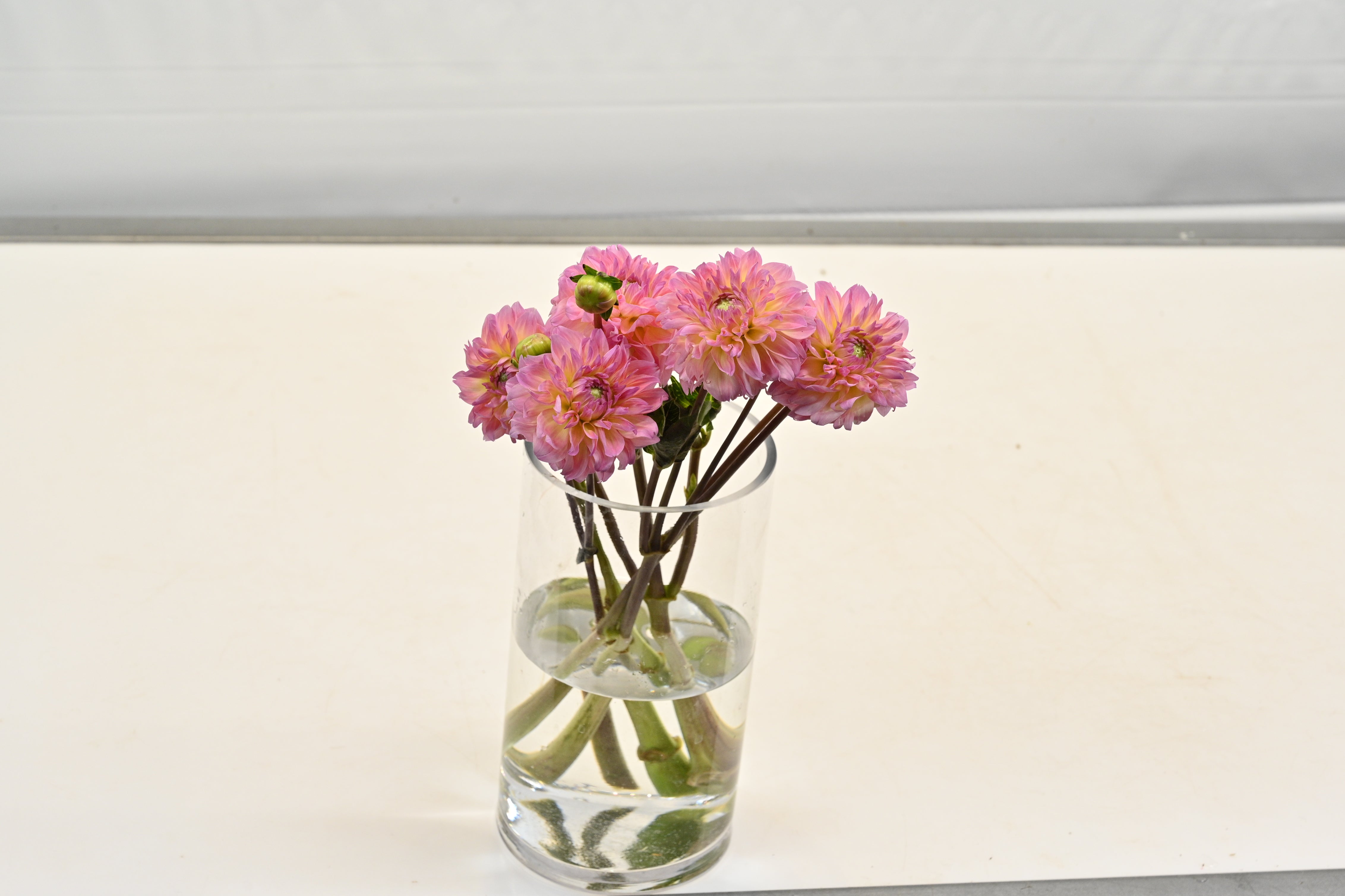 DAHLIA PEACH Small