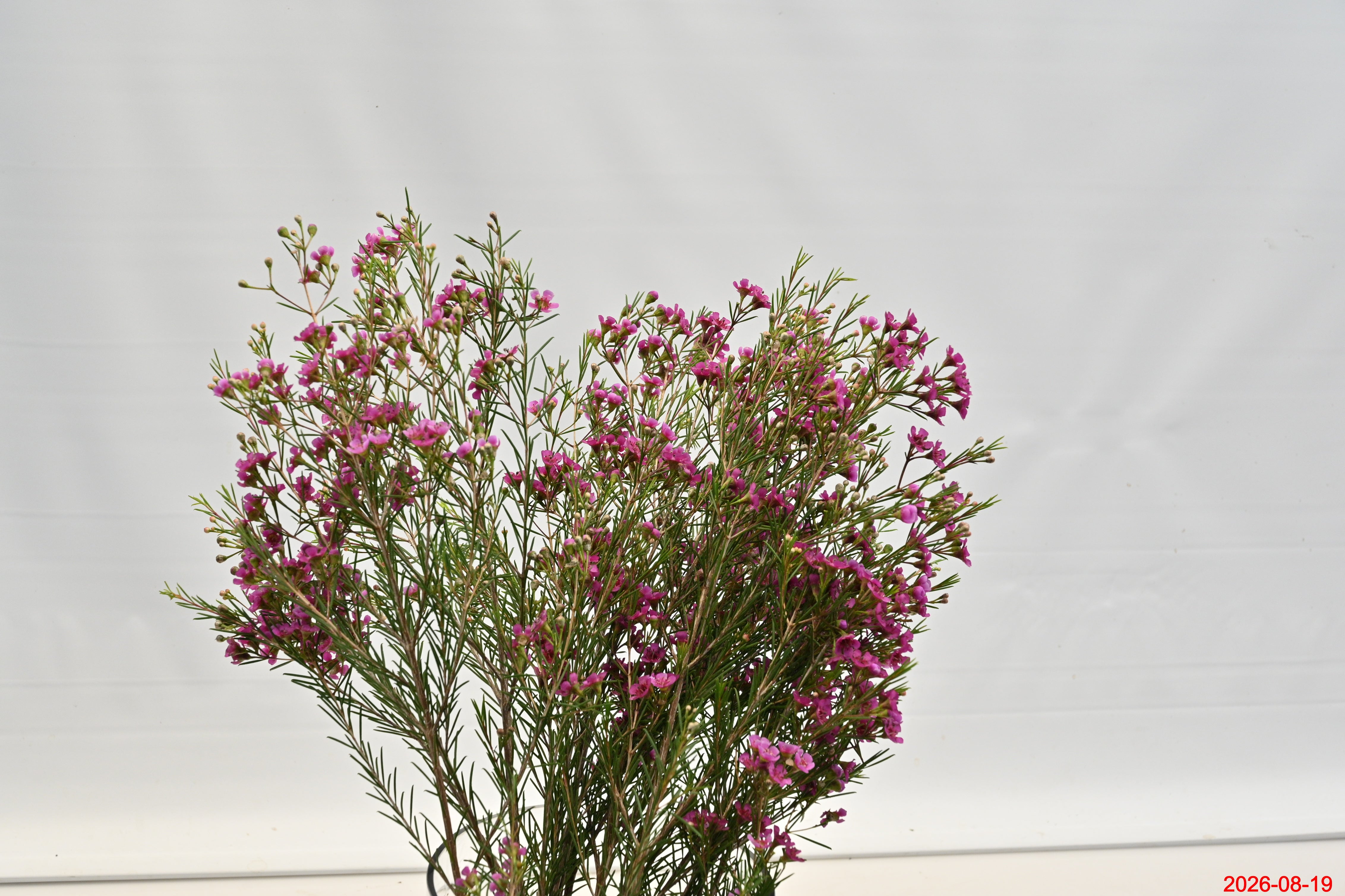 WAXFLOWER PINK 300G Small