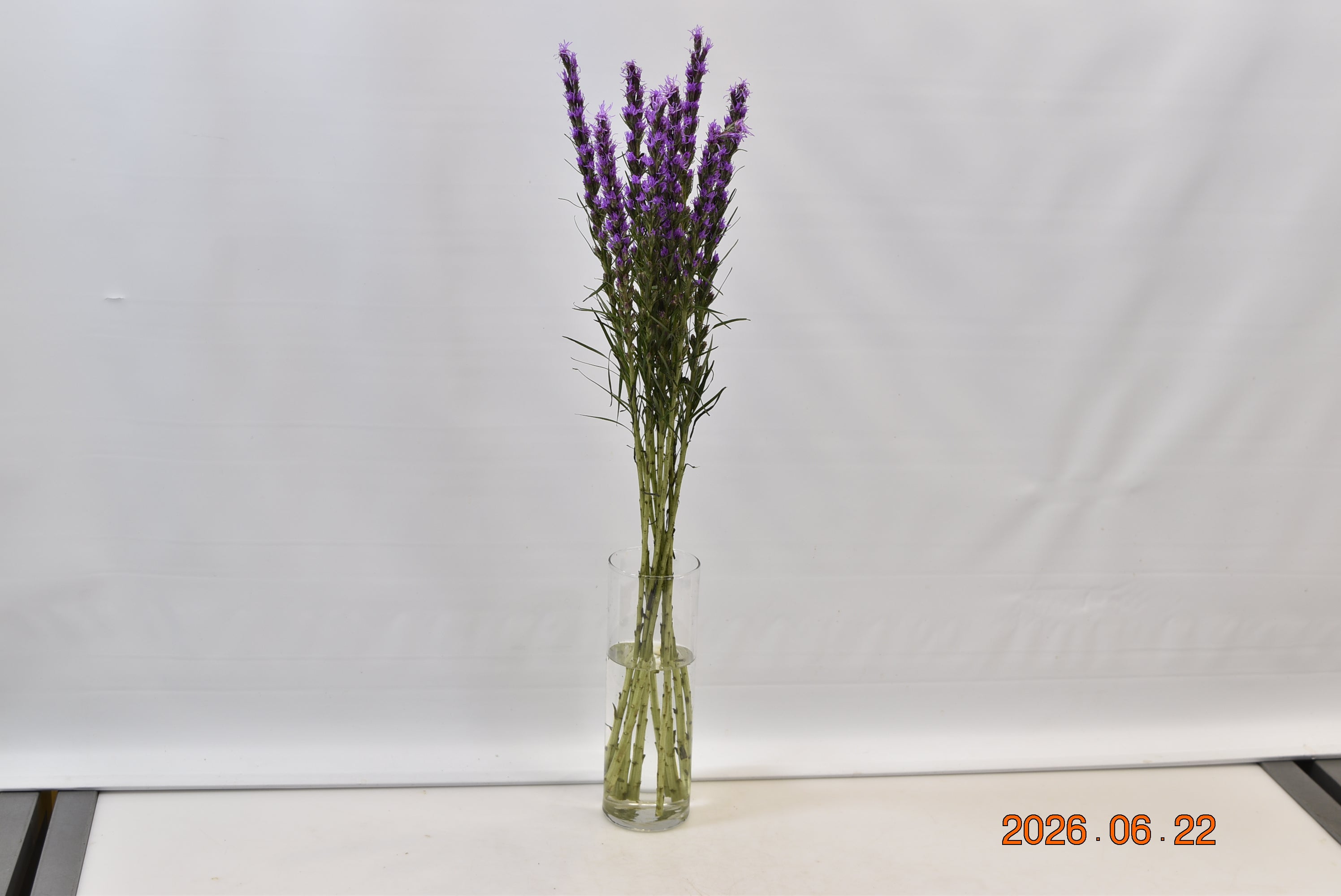 LIATRIS Small