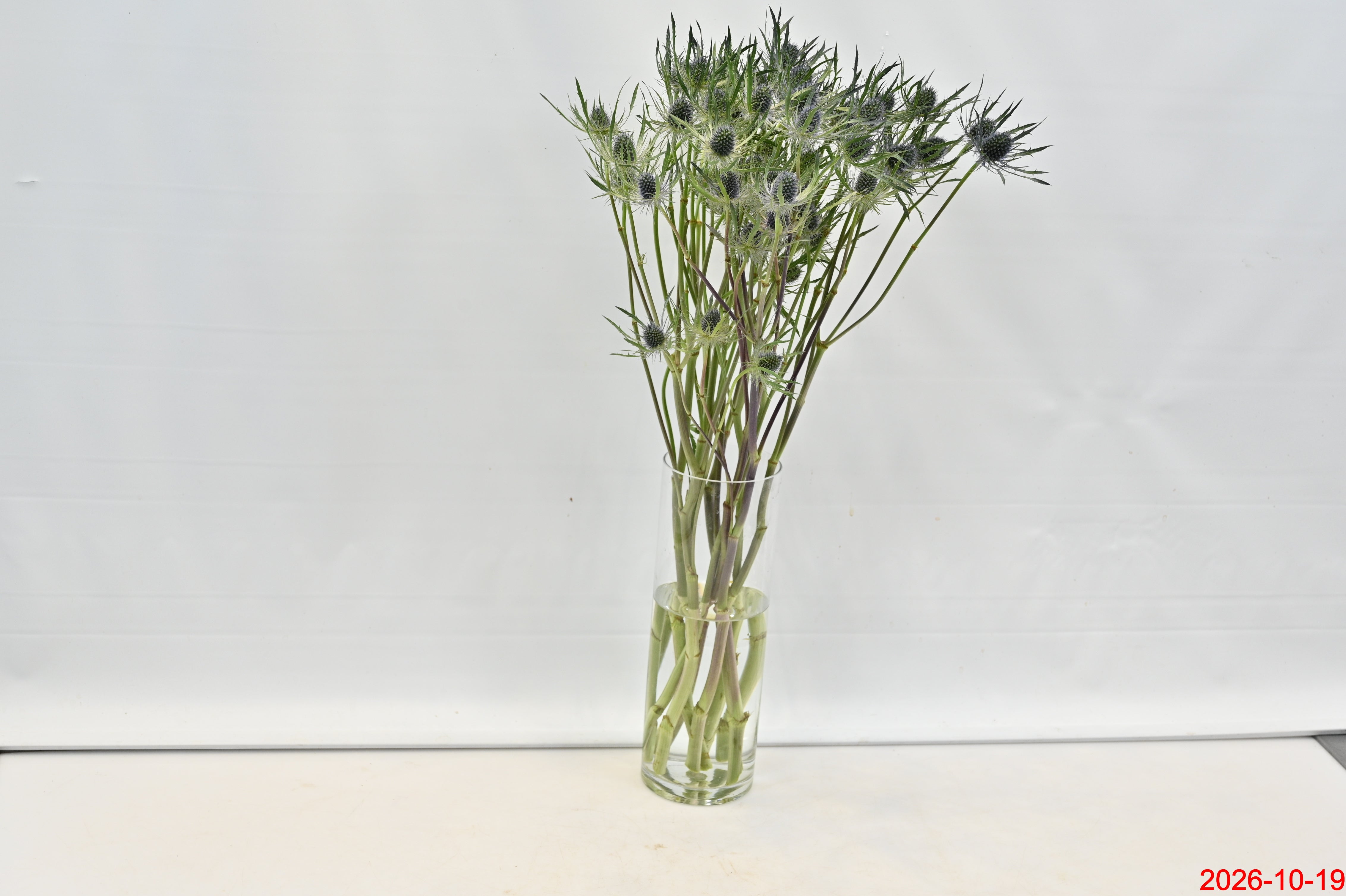ERYNGIUM TINKER BELL Small