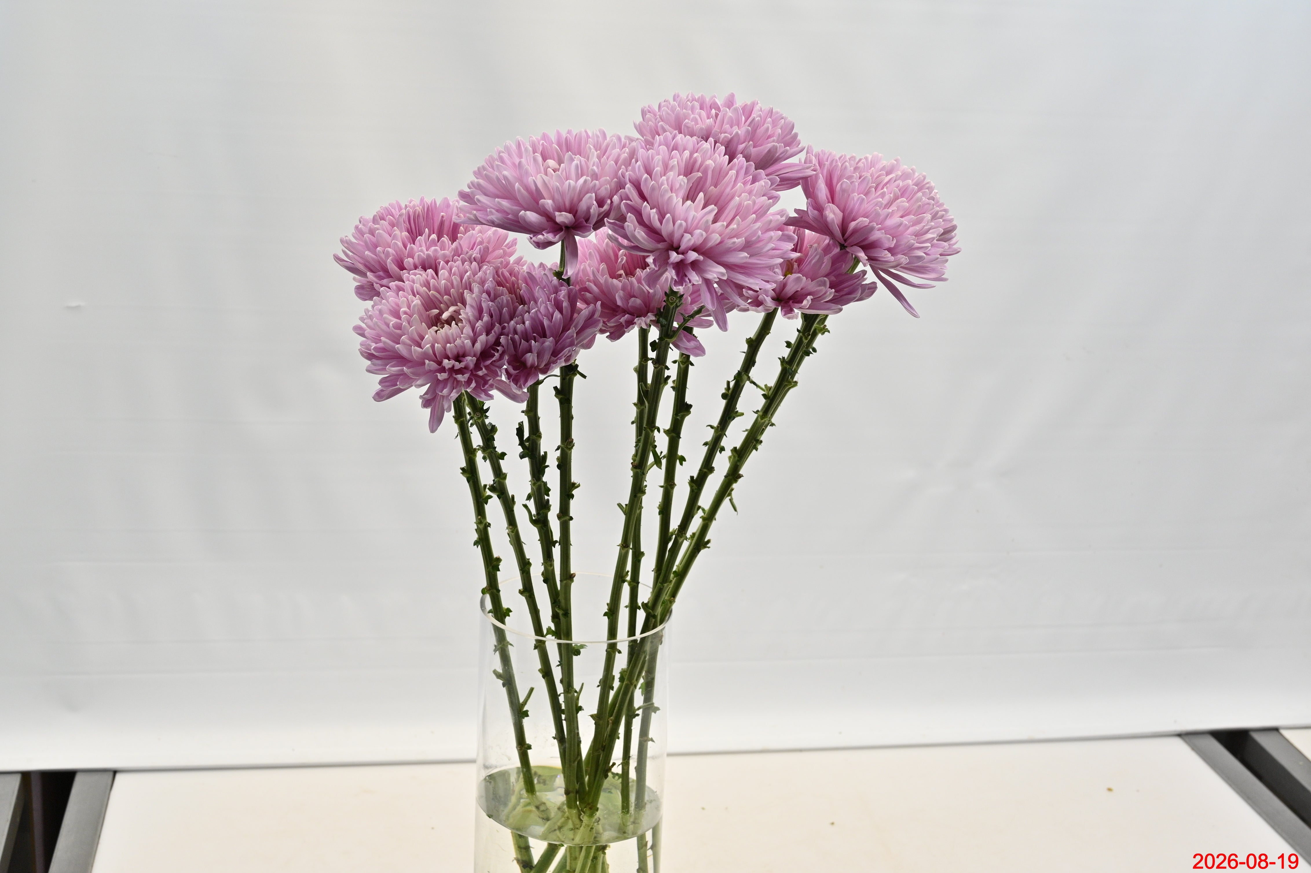 CHRYSANTHEMUM PETRUSHKA POM POM Small
