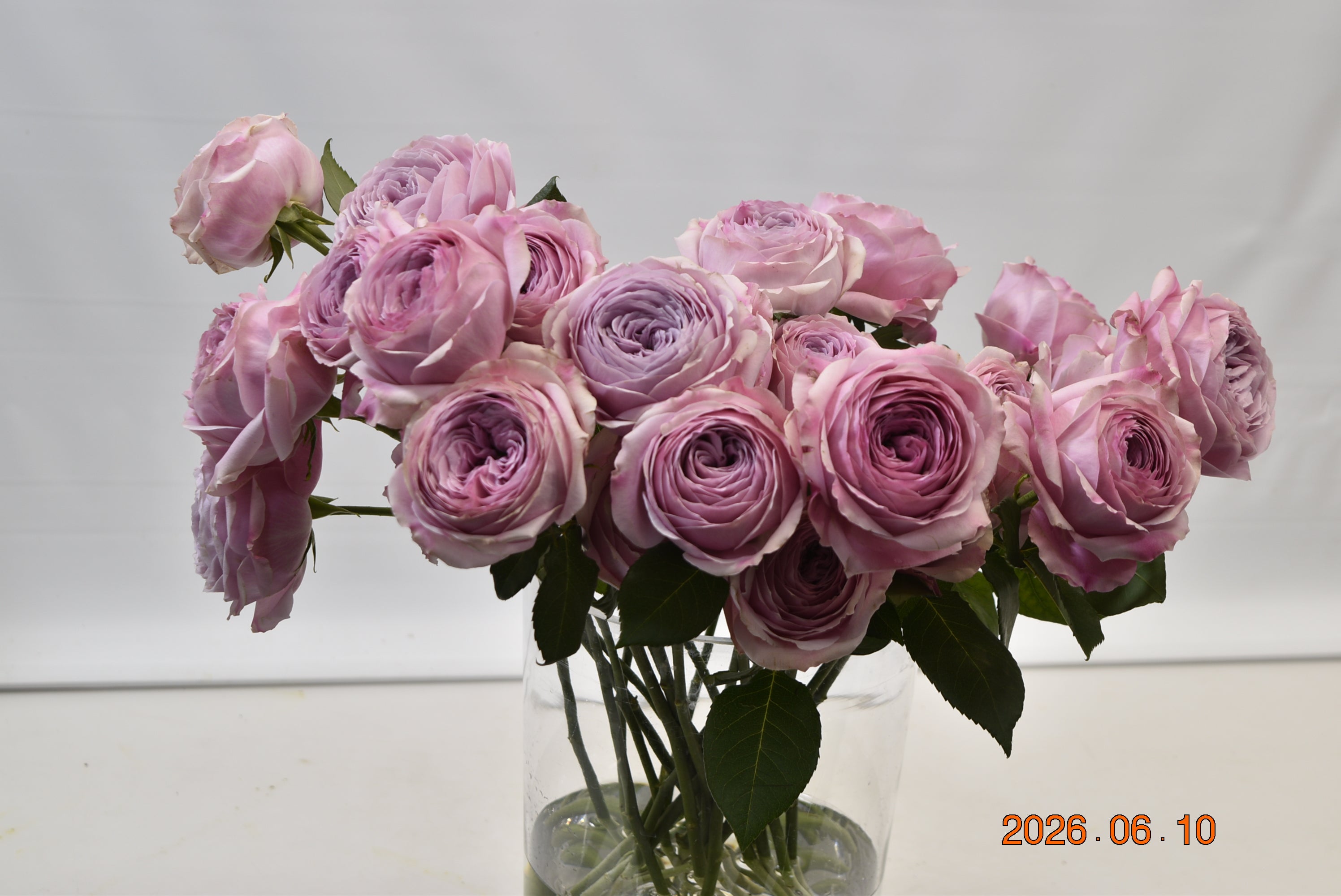 Rose Garden Peonikiss Small