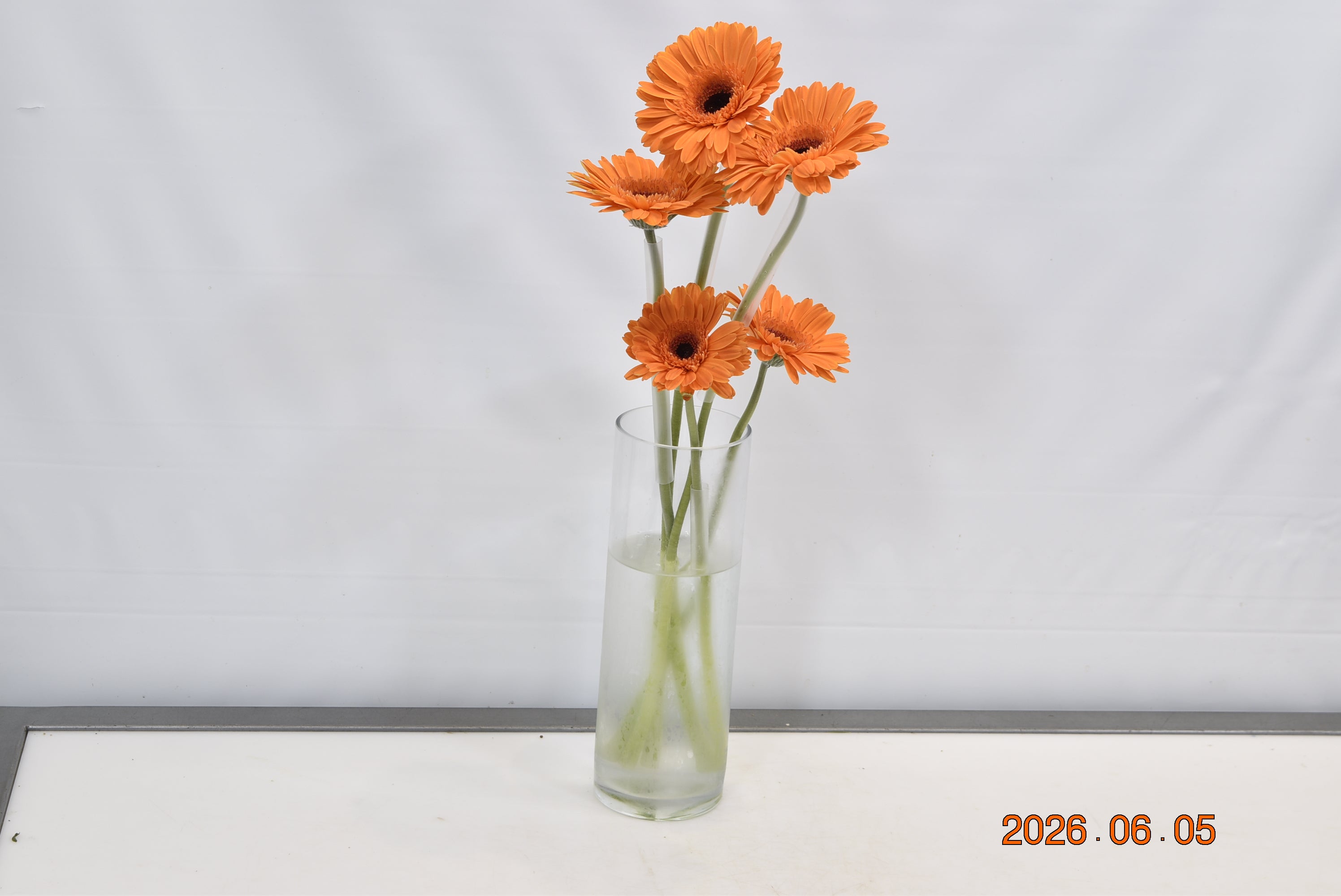 GERBERA ALEX Small