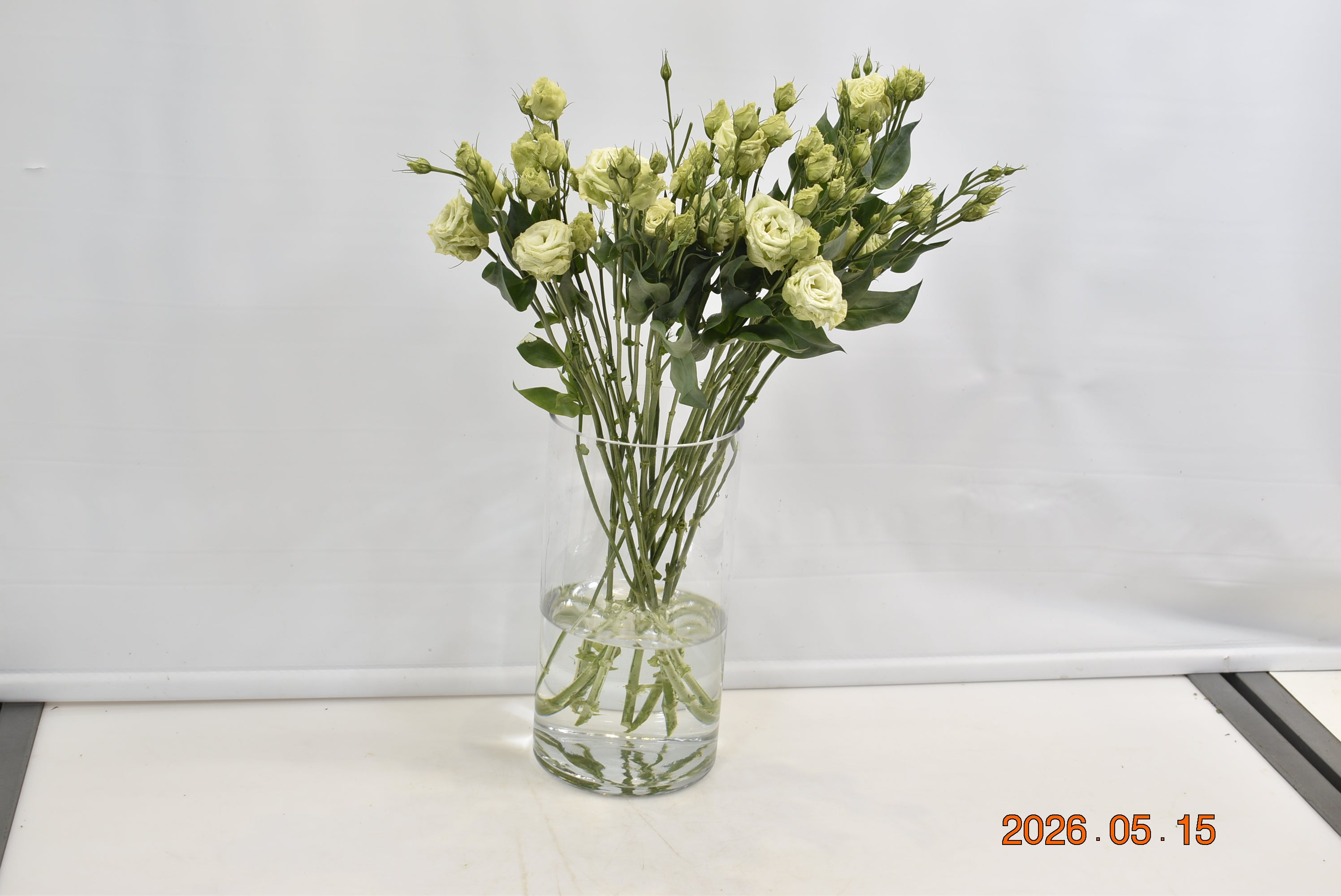 LISIANTHUS DBL GREEN Small