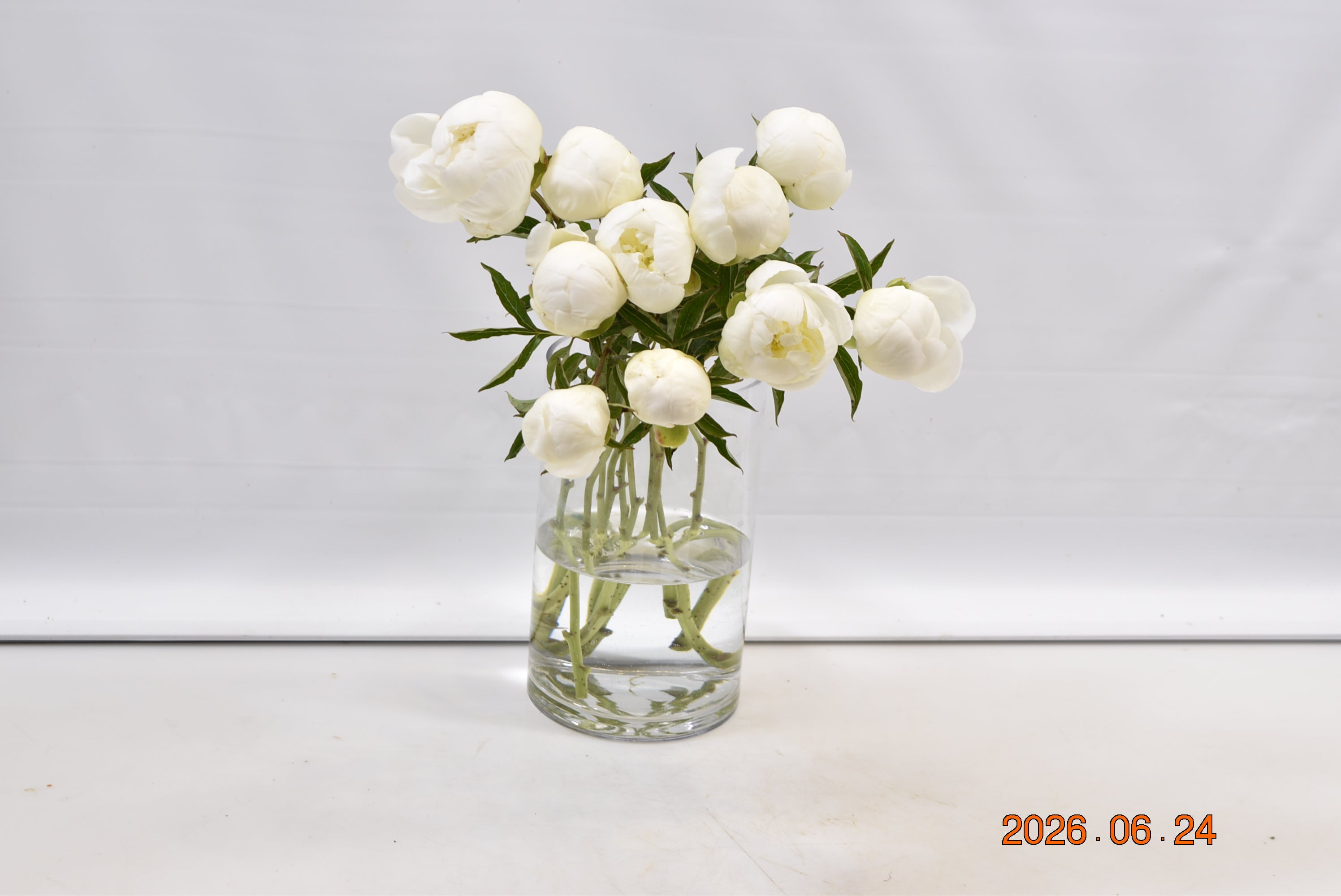 PEONY WHITE Small