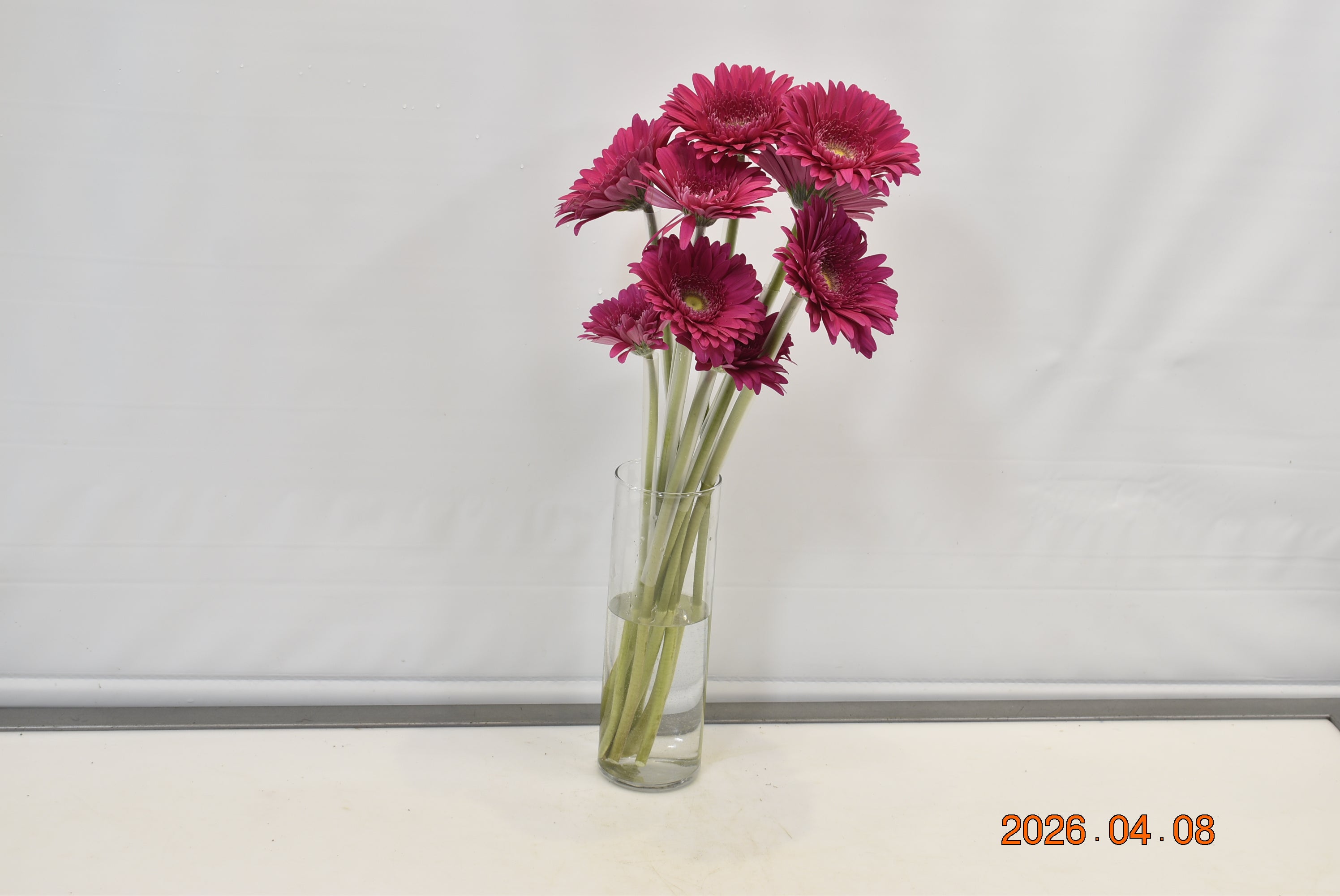 Gerbera Riley Small